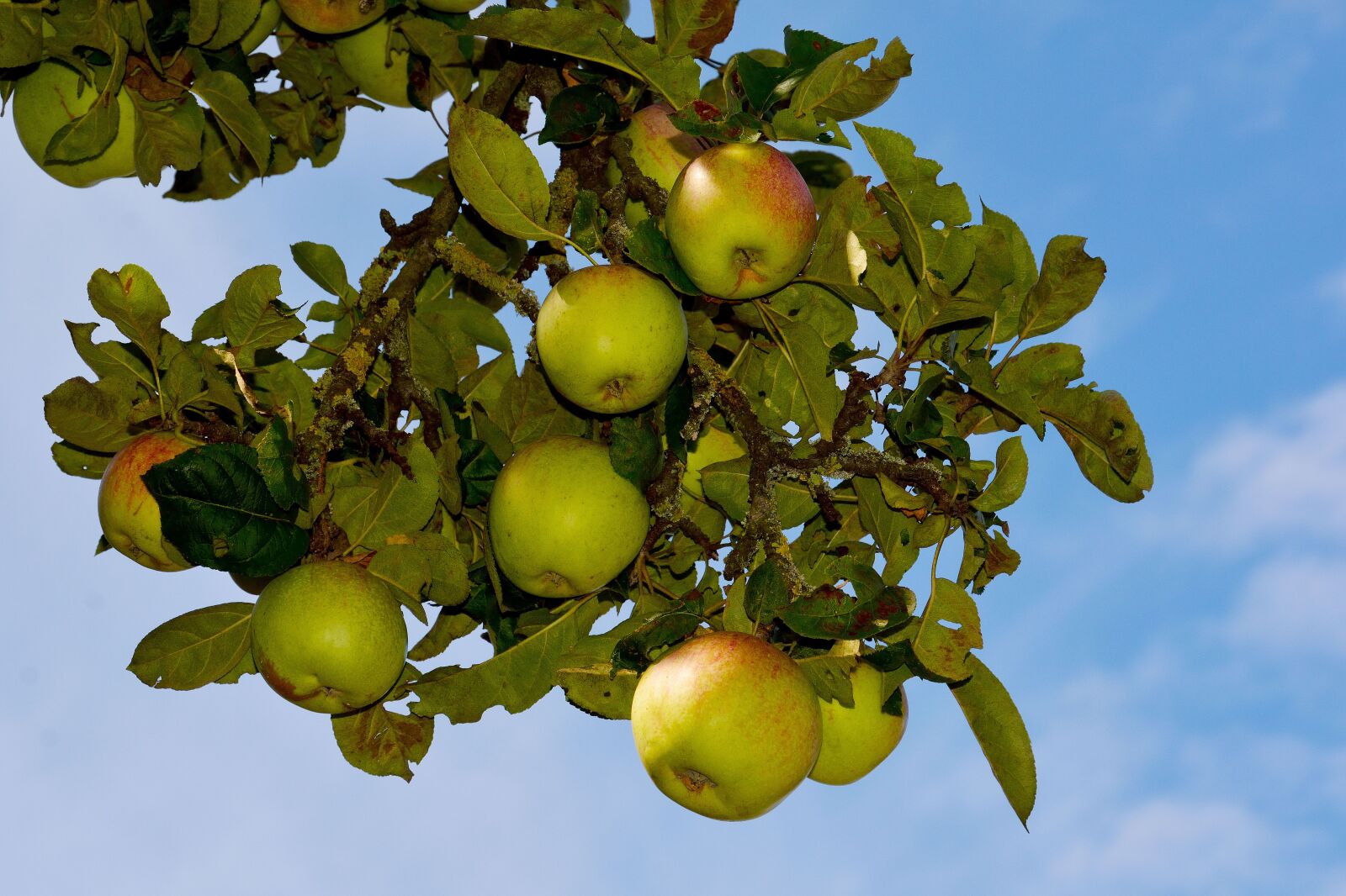 Nikon D7100 sample photo. Apple, bush, fruit photography