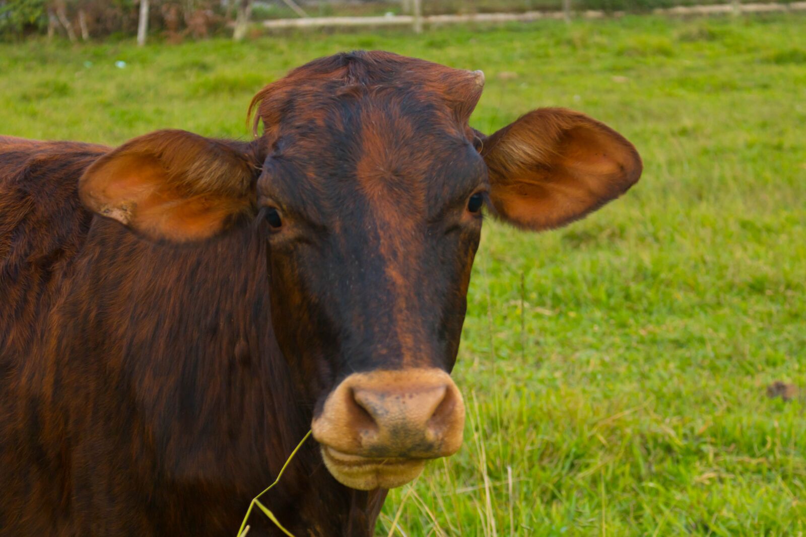 Canon EOS 750D (EOS Rebel T6i / EOS Kiss X8i) sample photo. Cow, livestock, animals photography