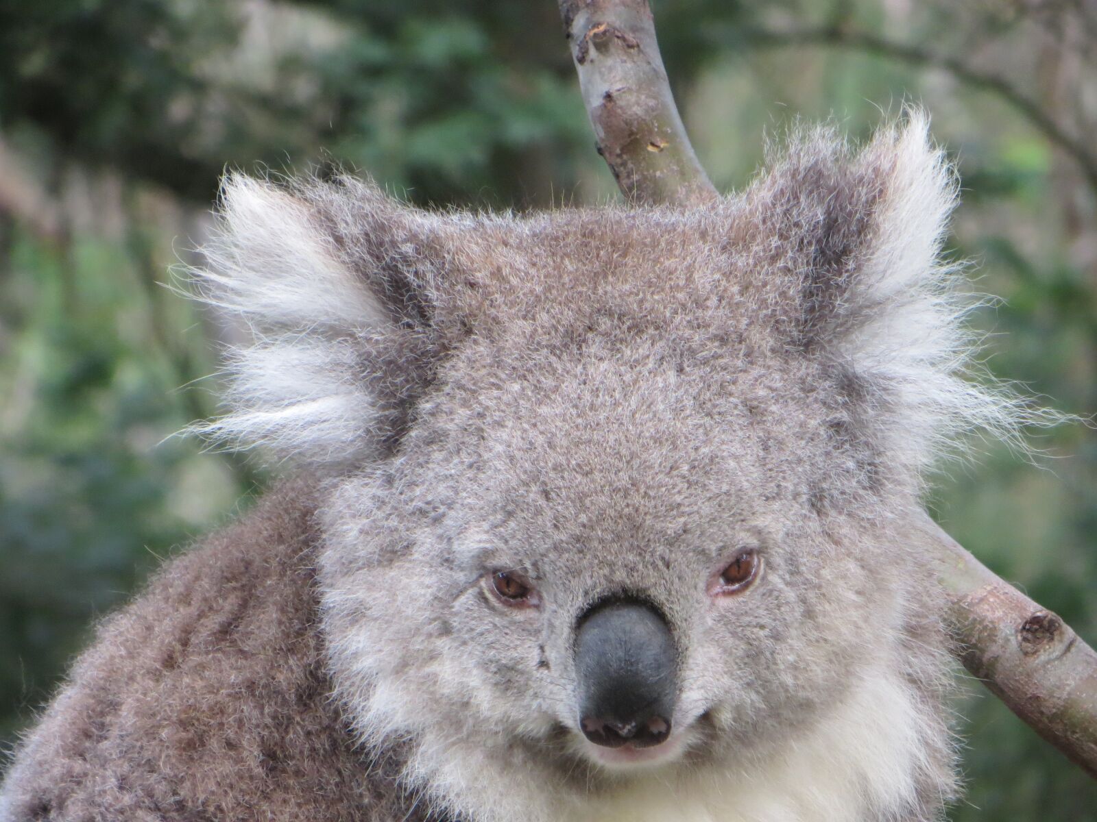 Canon PowerShot SX260 HS sample photo. Koala, australia, wildlife photography