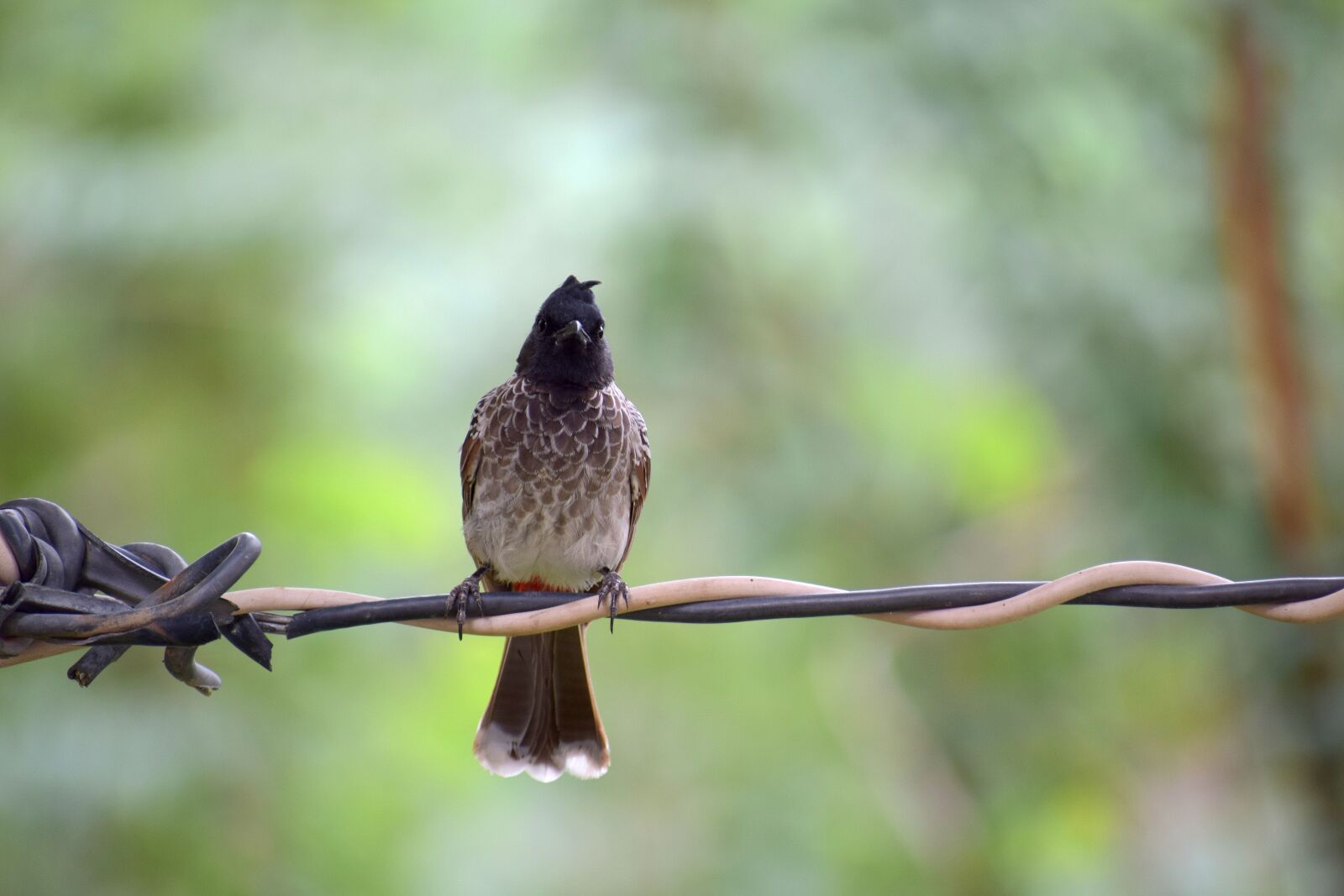 Nikon D3300 sample photo. Bird, green, nature photography