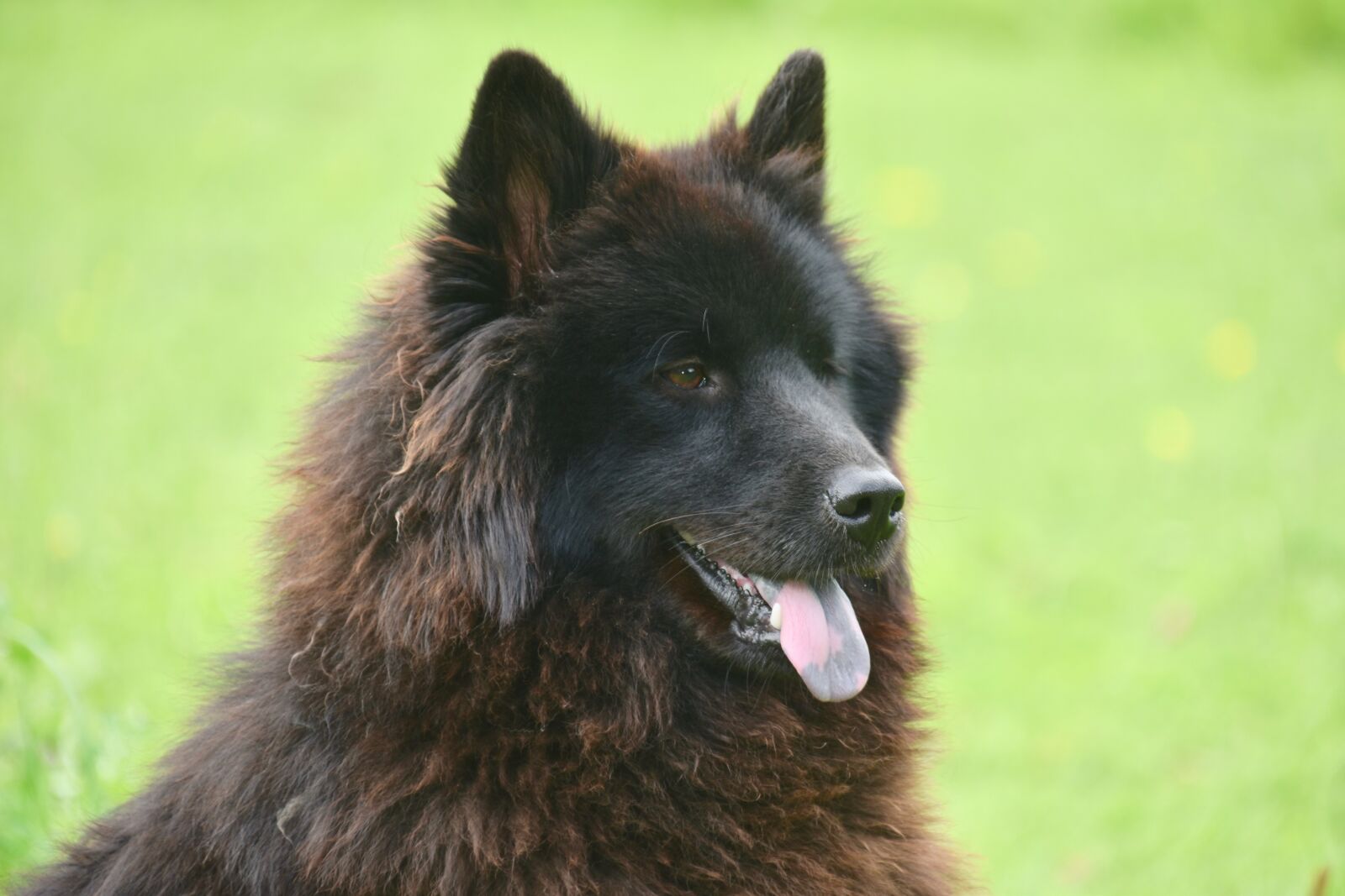Nikon D5600 sample photo. Dog, dog eurasier, bitch photography