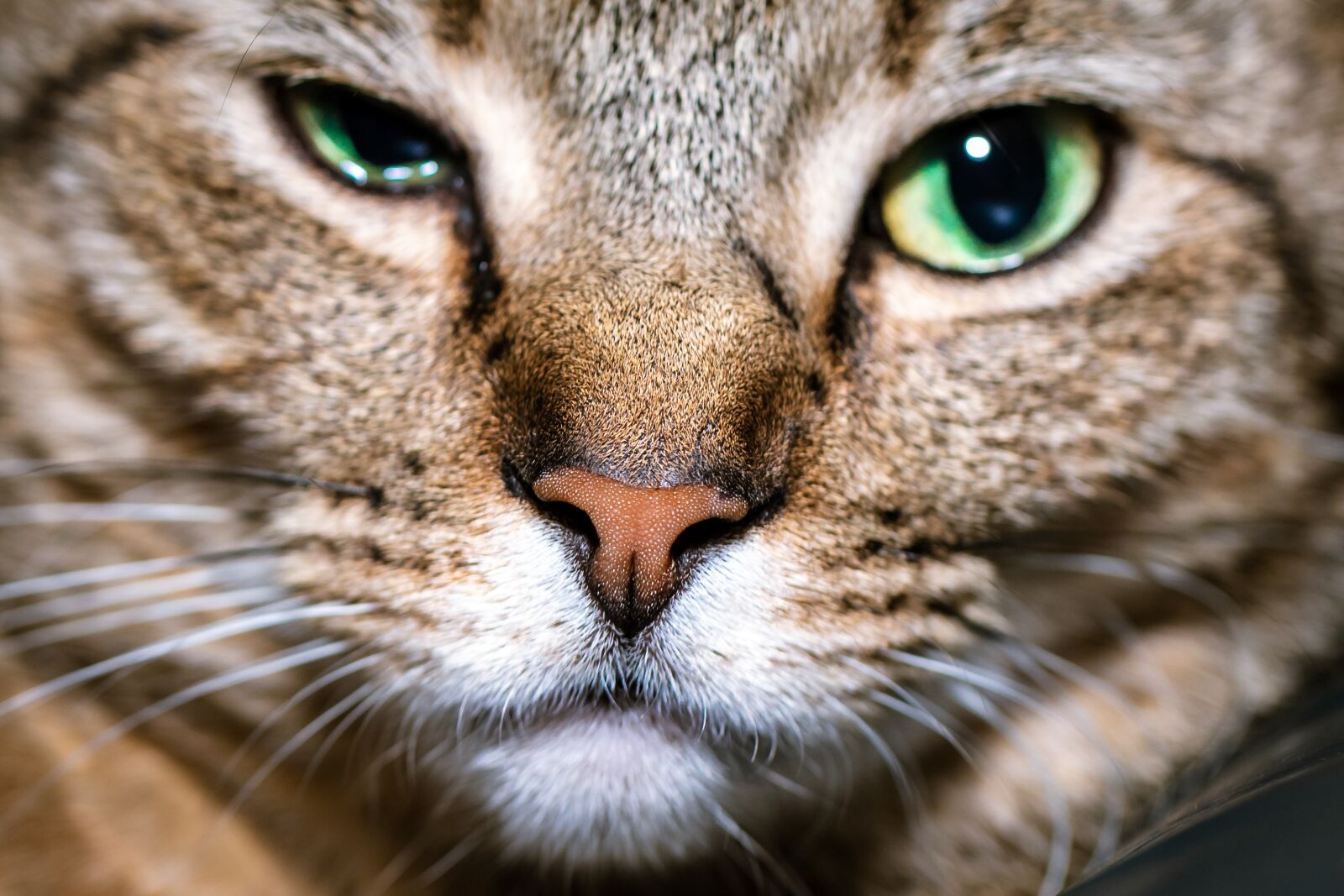 Canon EOS 5D Mark IV + Canon EF 100mm F2.8L Macro IS USM sample photo. Cat, eyes, pet photography