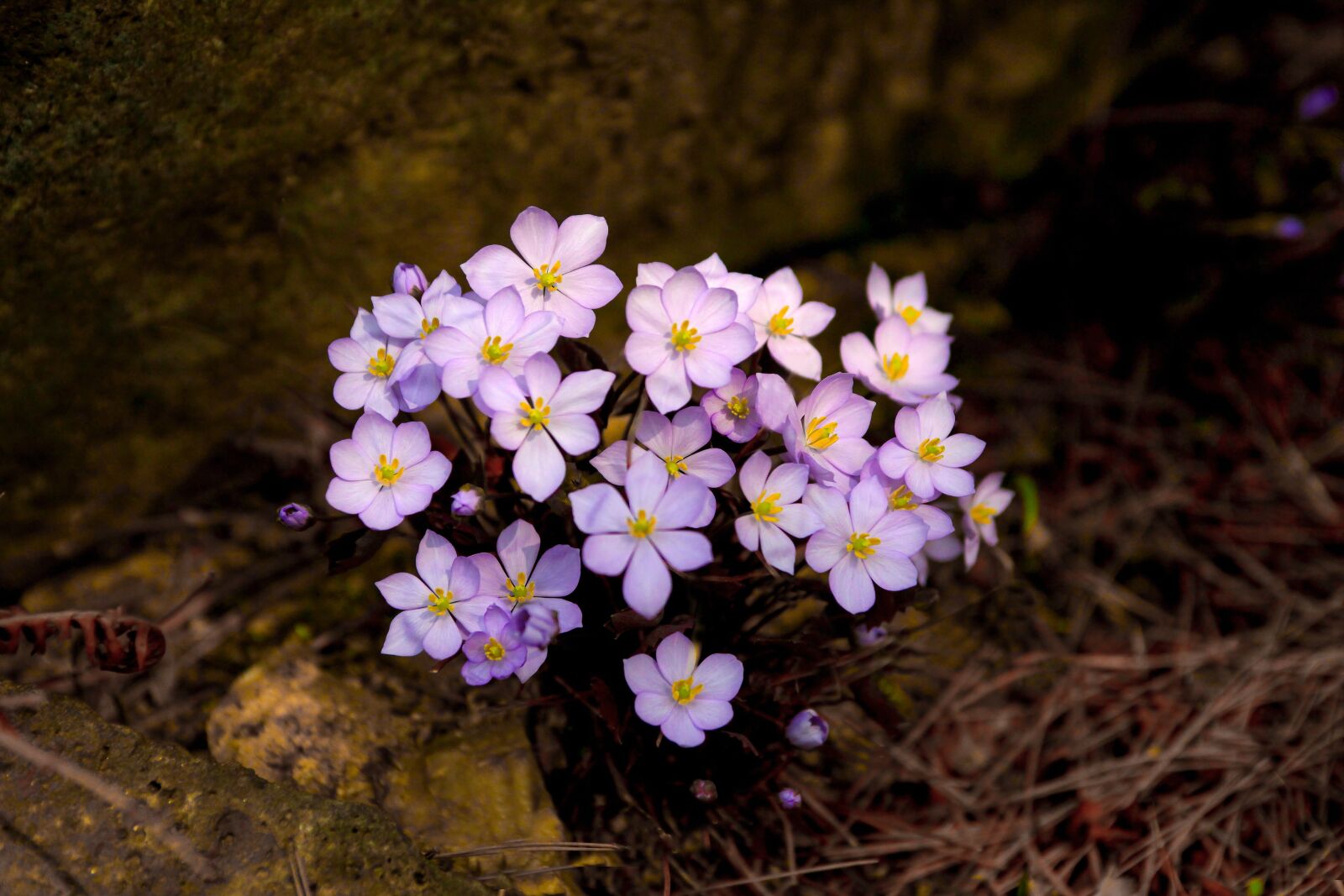 Canon EOS 5D Mark II sample photo. Flowers, nature, plants photography