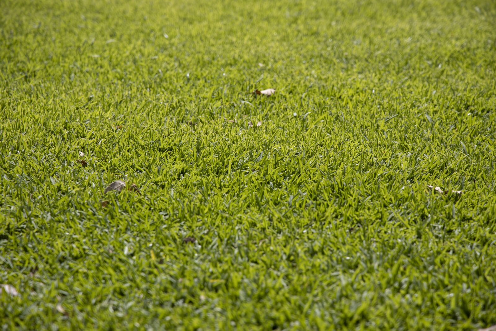 Canon RF 24-105mm F4L IS USM sample photo. Grass, nature, chan photography