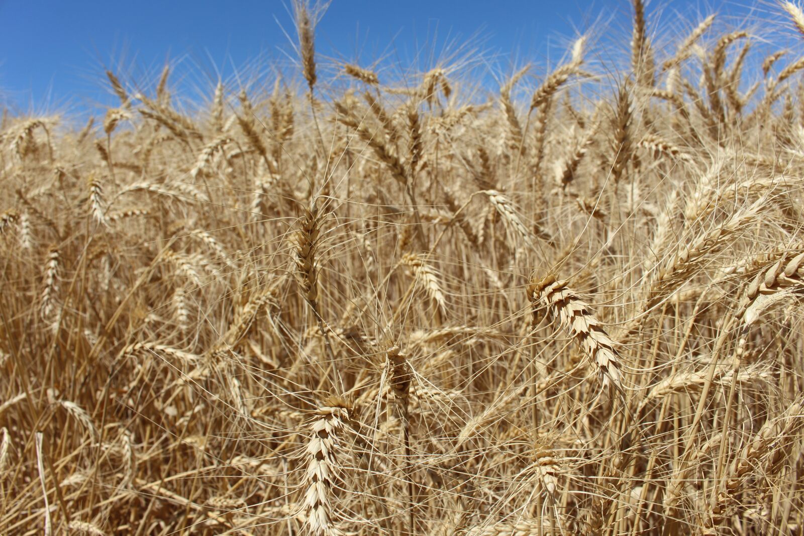 Canon EOS 700D (EOS Rebel T5i / EOS Kiss X7i) sample photo. Wheat, field, summer photography