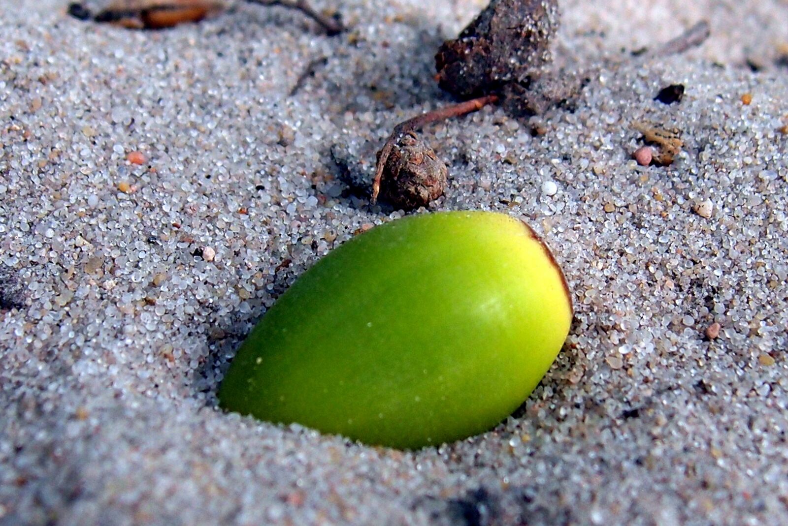 Olympus XZ-1 sample photo. Sand, oak, acorn photography