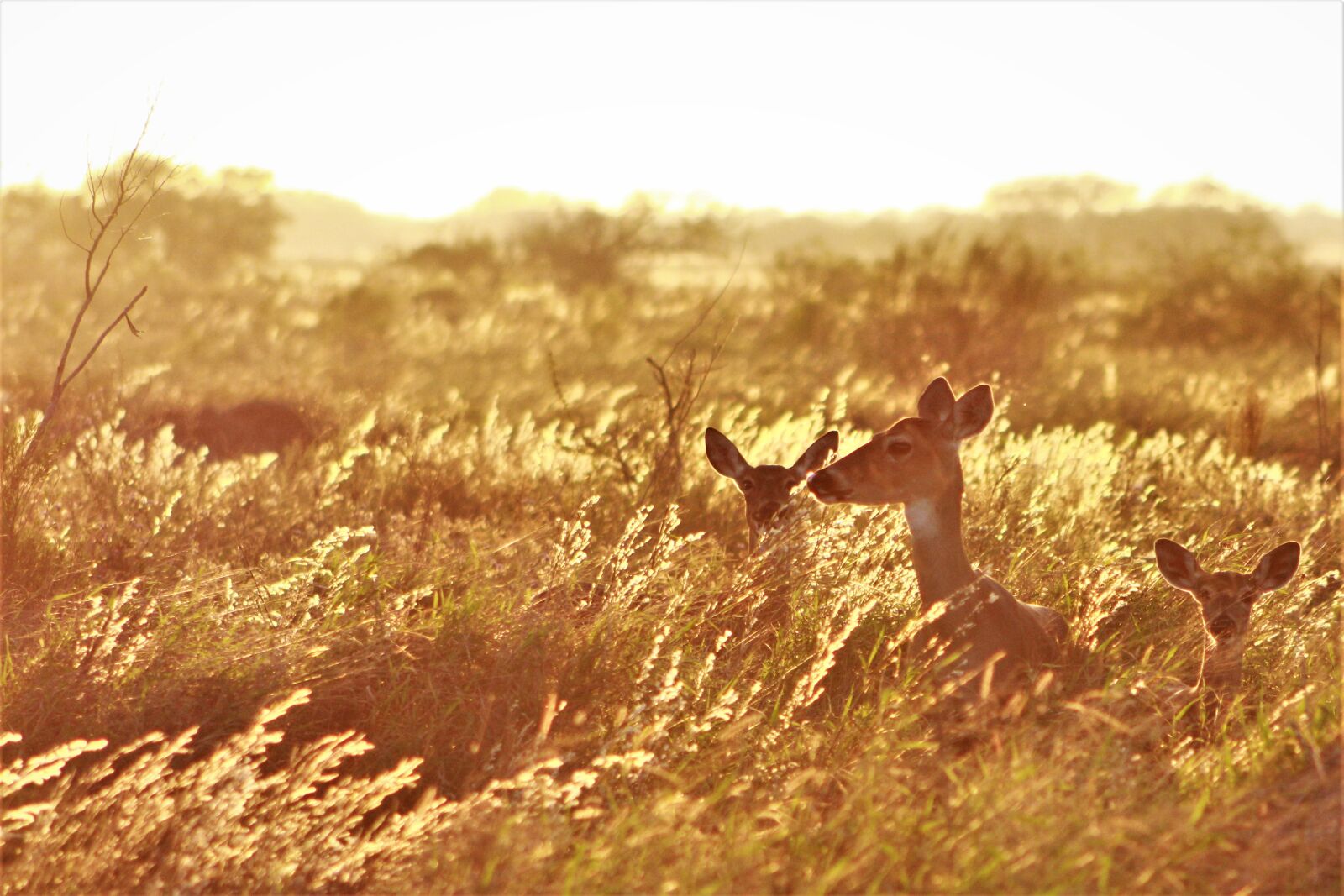 Canon EOS 60D sample photo. Doe, deer, hunts photography