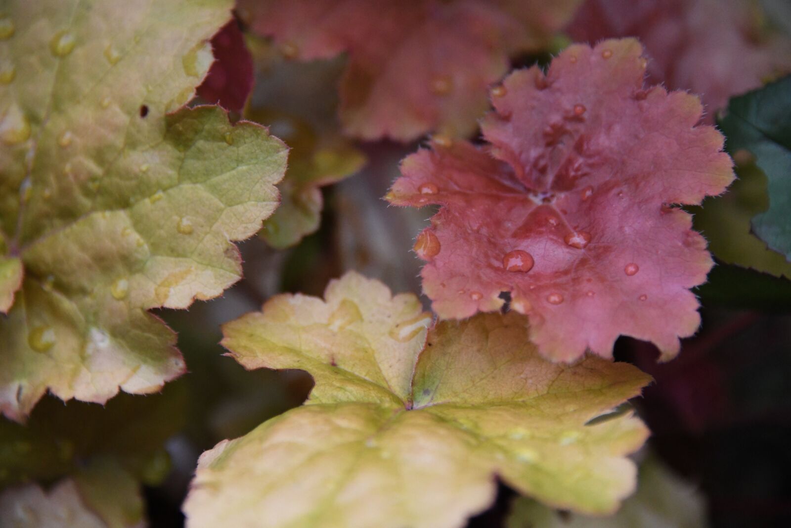 Nikon D850 sample photo. Coralbell, leaf, rain photography