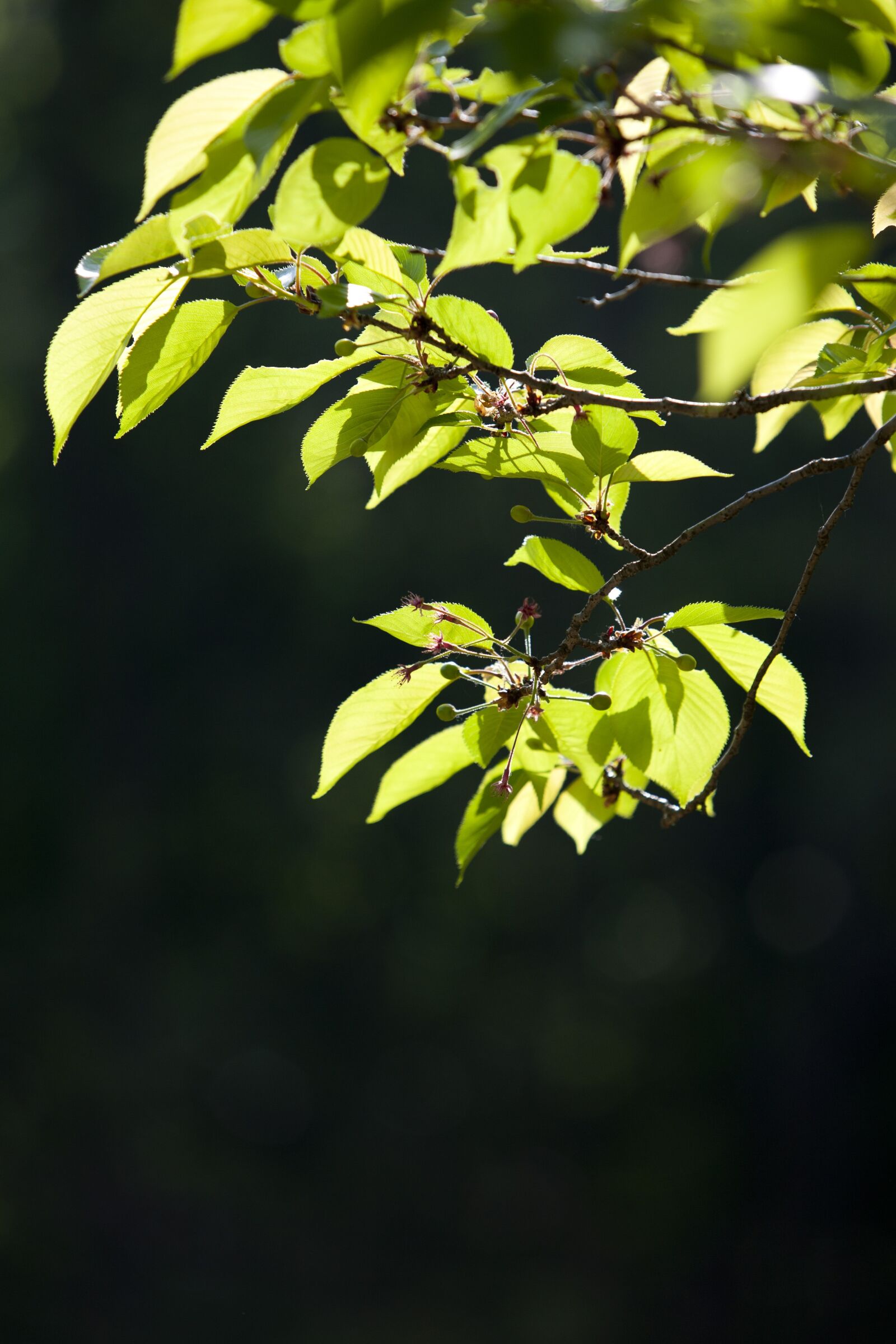 Canon EOS 5D sample photo. Bud, leaf, green photography