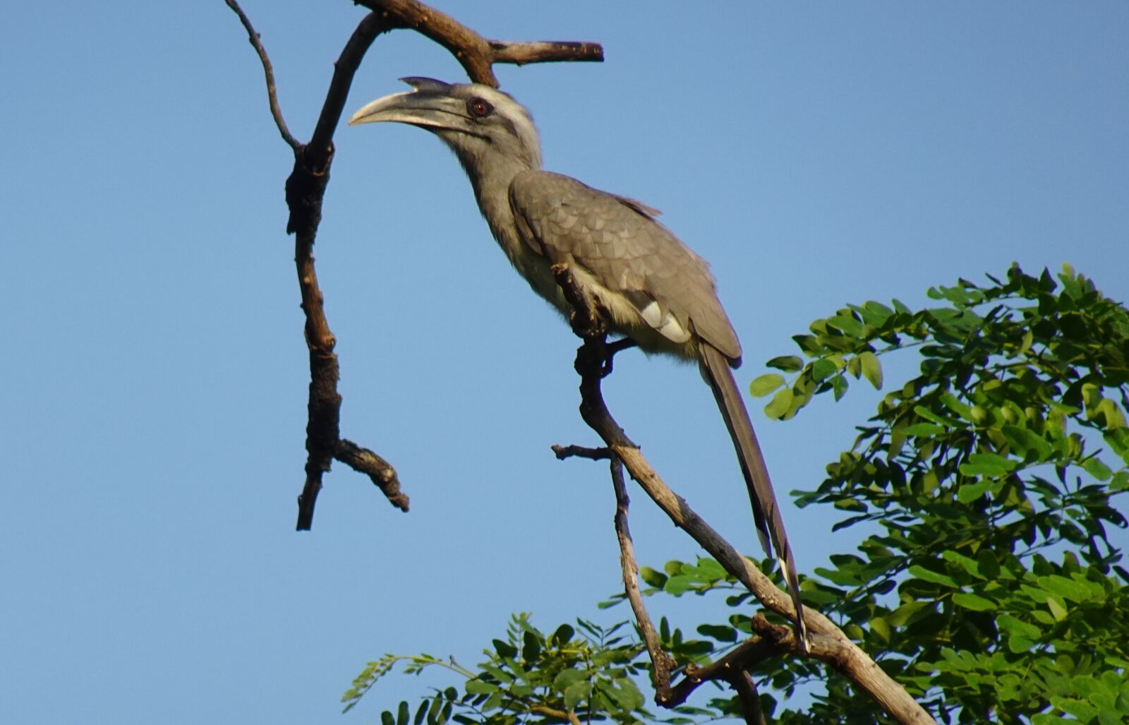 Sony DSC-WX800 sample photo. Bird, hornbill, indian photography