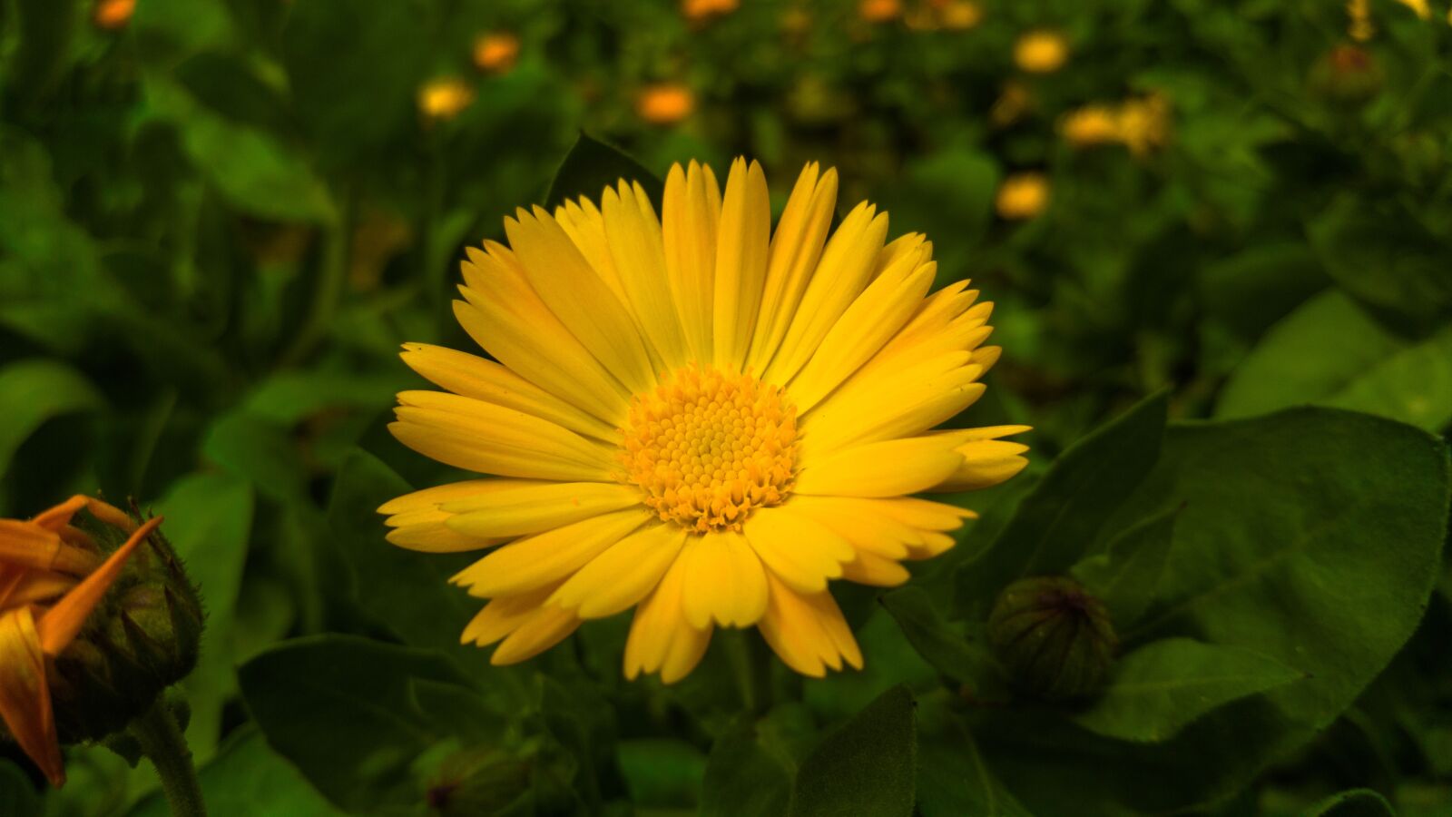Samsung GALAXY S6 edge sample photo. Nature, plant, summer photography