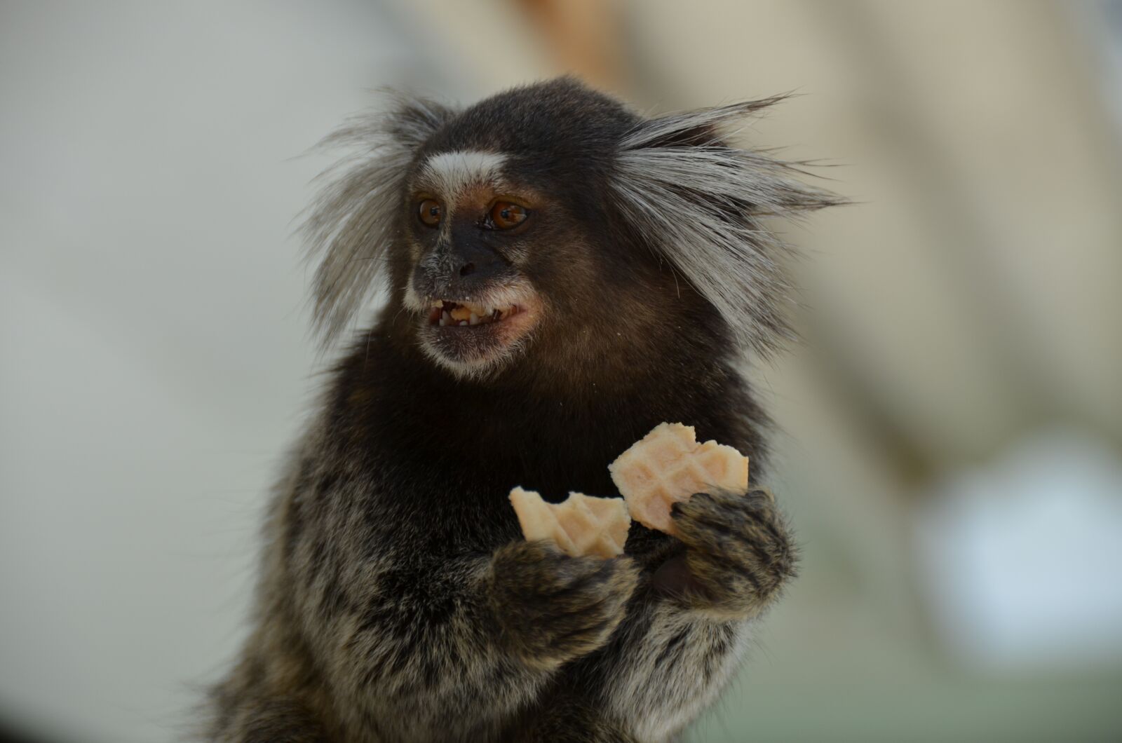 Nikon D5100 sample photo. Monkey, marmoset, animal photography