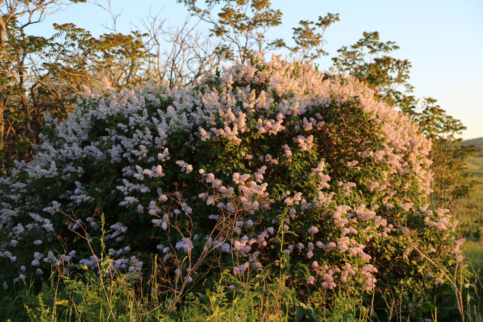Canon EF 24-105mm F4L IS USM sample photo. Tree, flower, nature photography