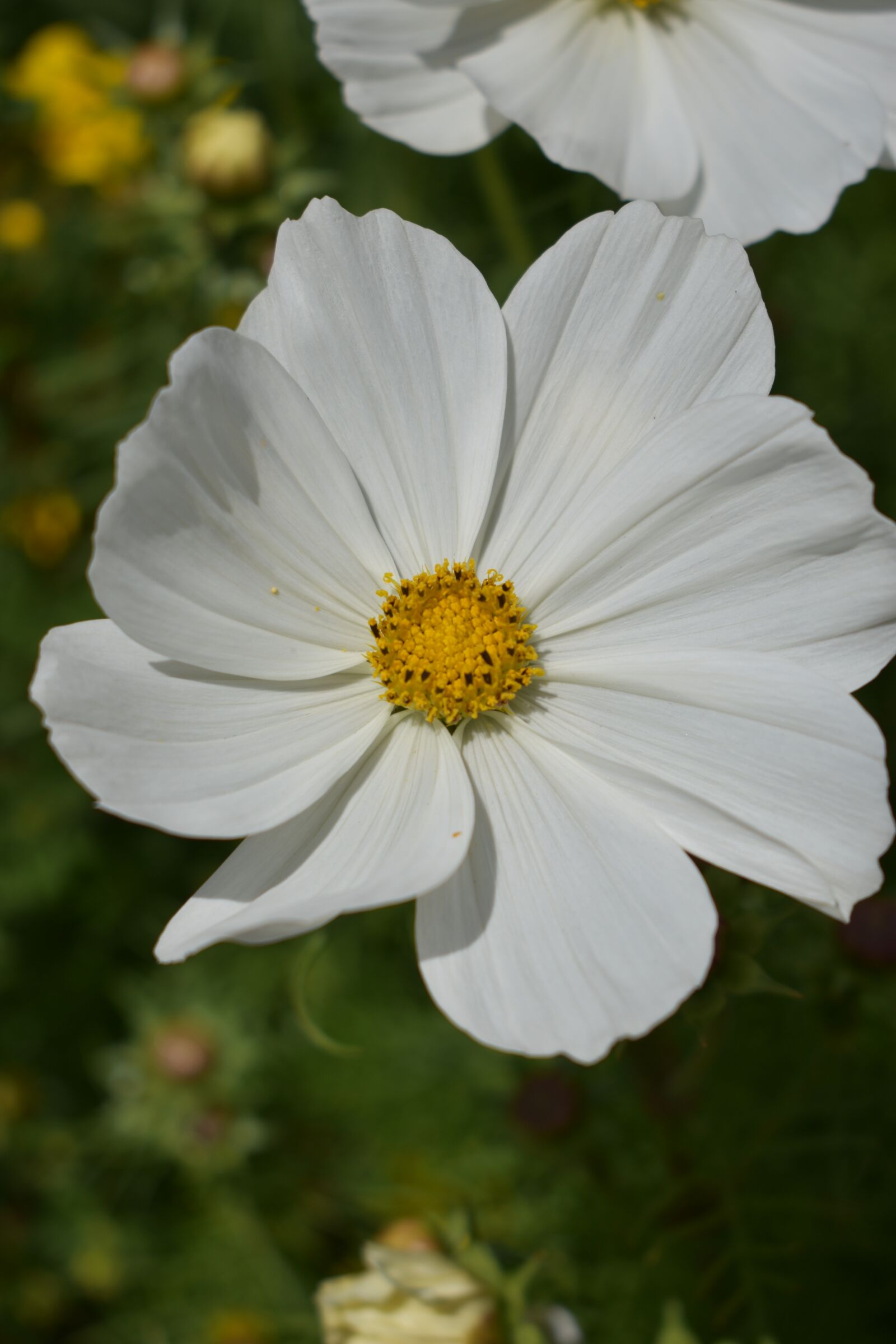 Nikon D3400 sample photo. Flower, close up, blossom photography