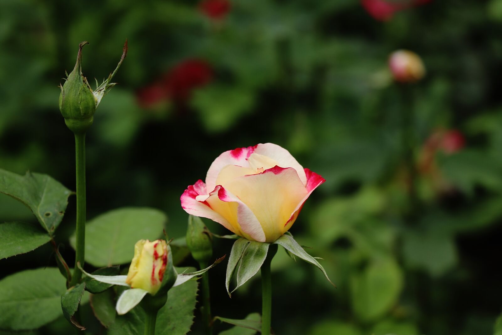 Canon EOS 77D (EOS 9000D / EOS 770D) sample photo. Rose, flower, garden photography