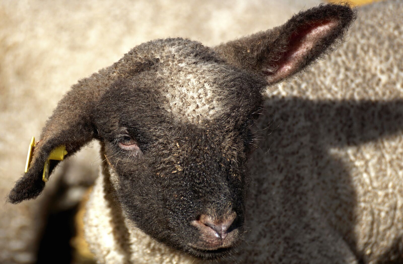 Sony DT 55-300mm F4.5-5.6 SAM sample photo. Lamb, young sheep, sheep photography