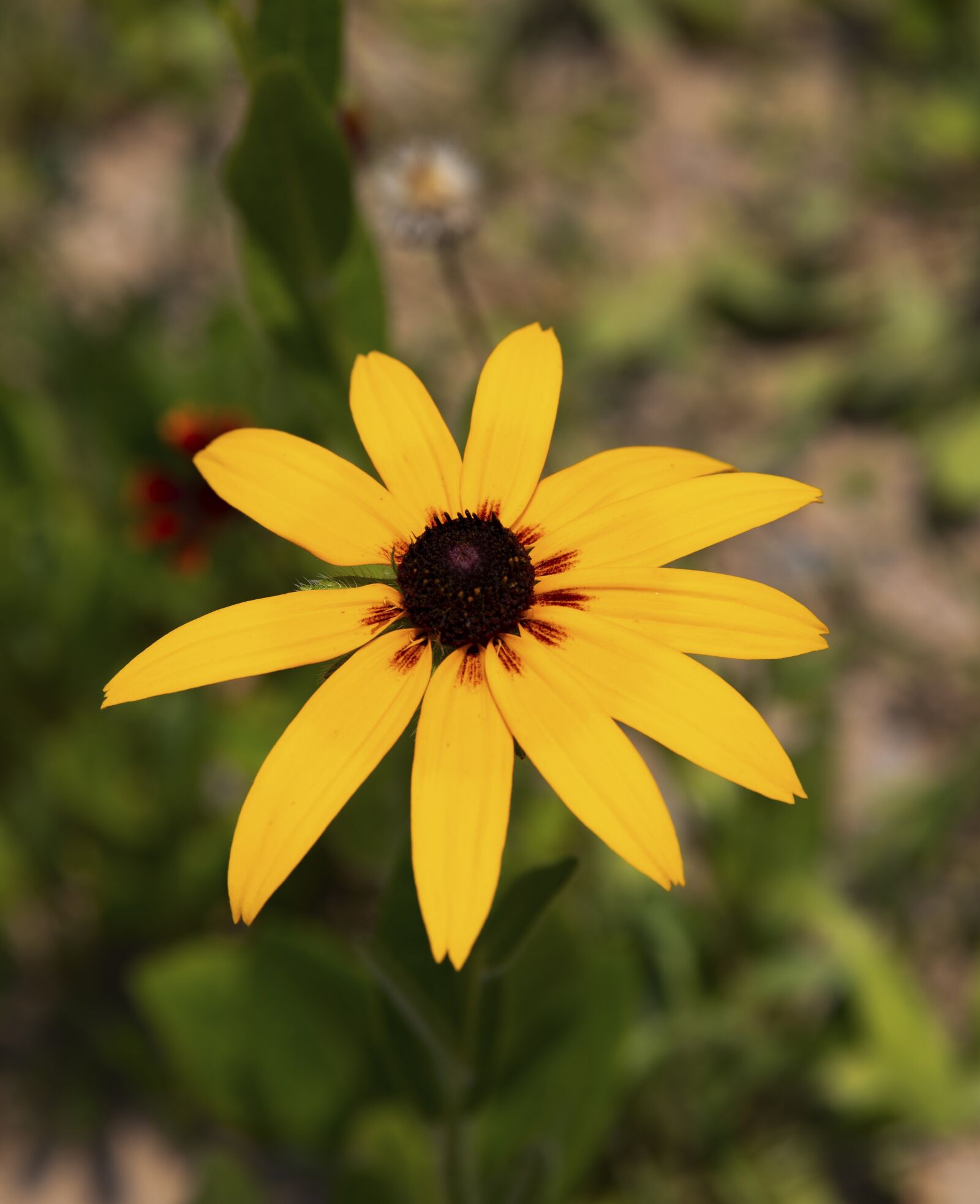 Canon EOS 5DS R sample photo. Flower, yellow, park photography