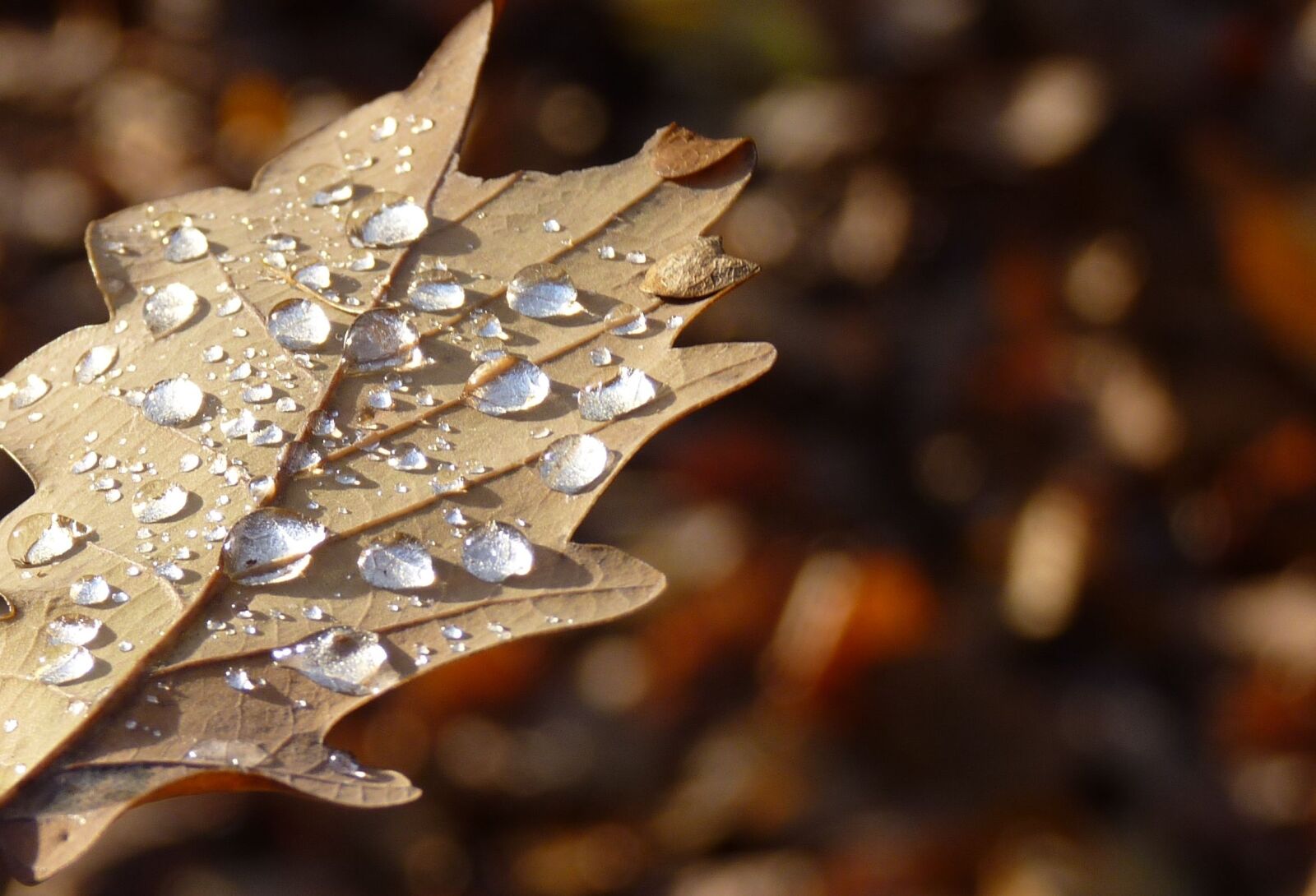 Panasonic Lumix DMC-FZ35 (Lumix DMC-FZ38) sample photo. Leaf, autumn, drop of photography