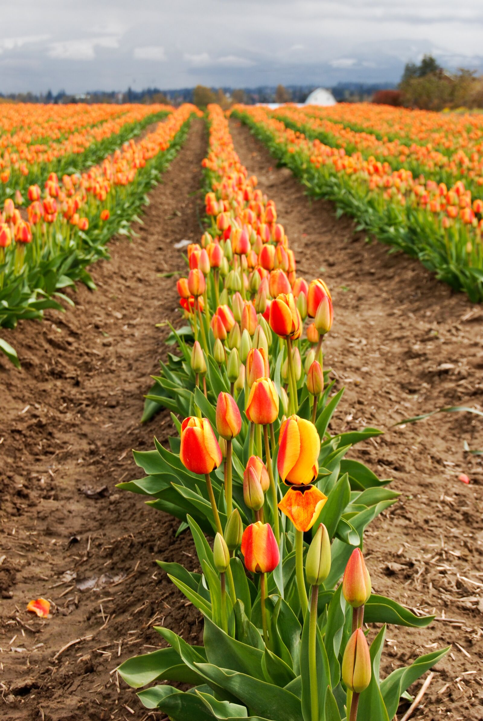 Nikon D80 sample photo. Tulip, flower, flora photography
