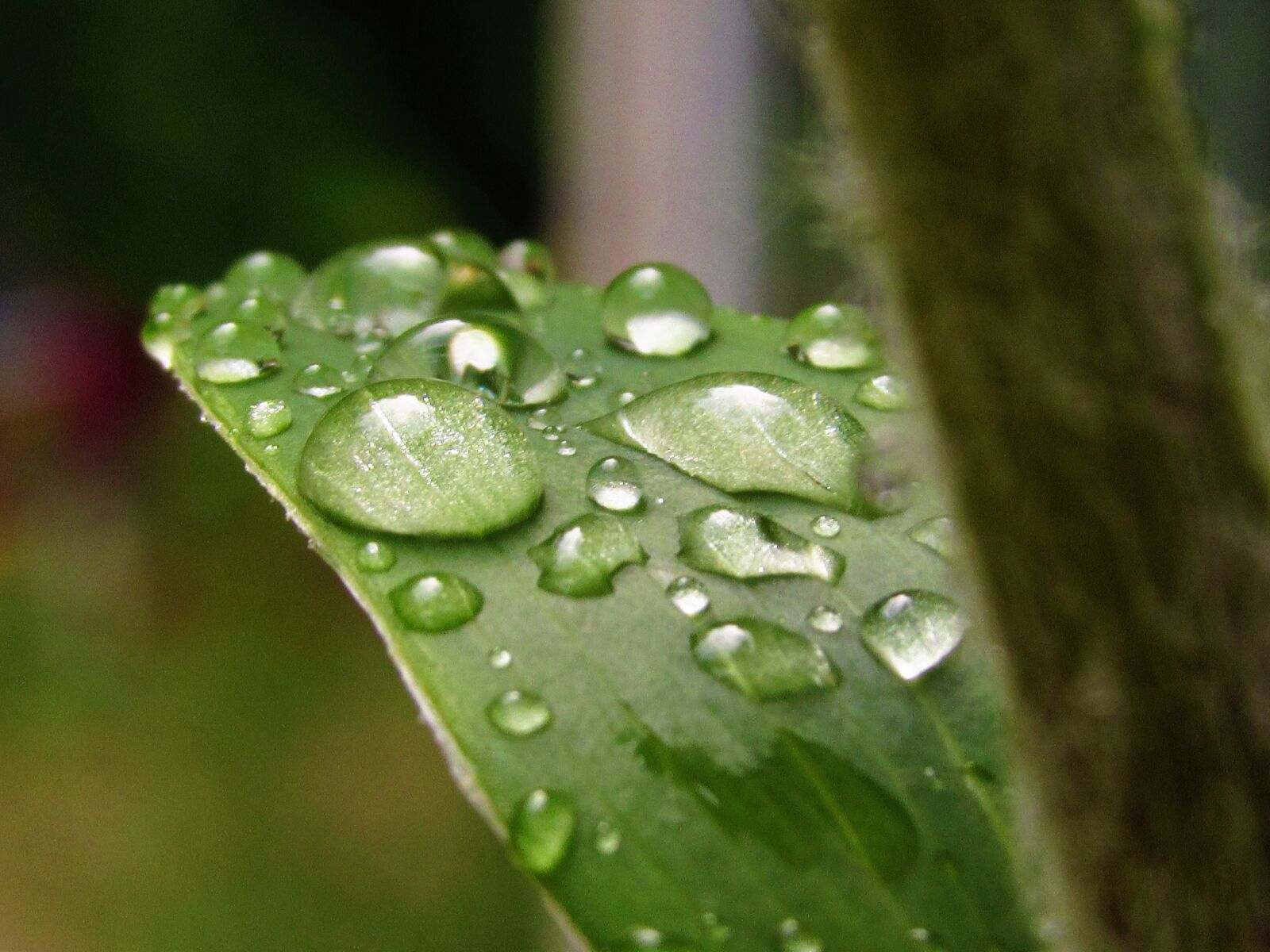 Canon PowerShot SX520 HS sample photo. Water, droplets, leaf photography