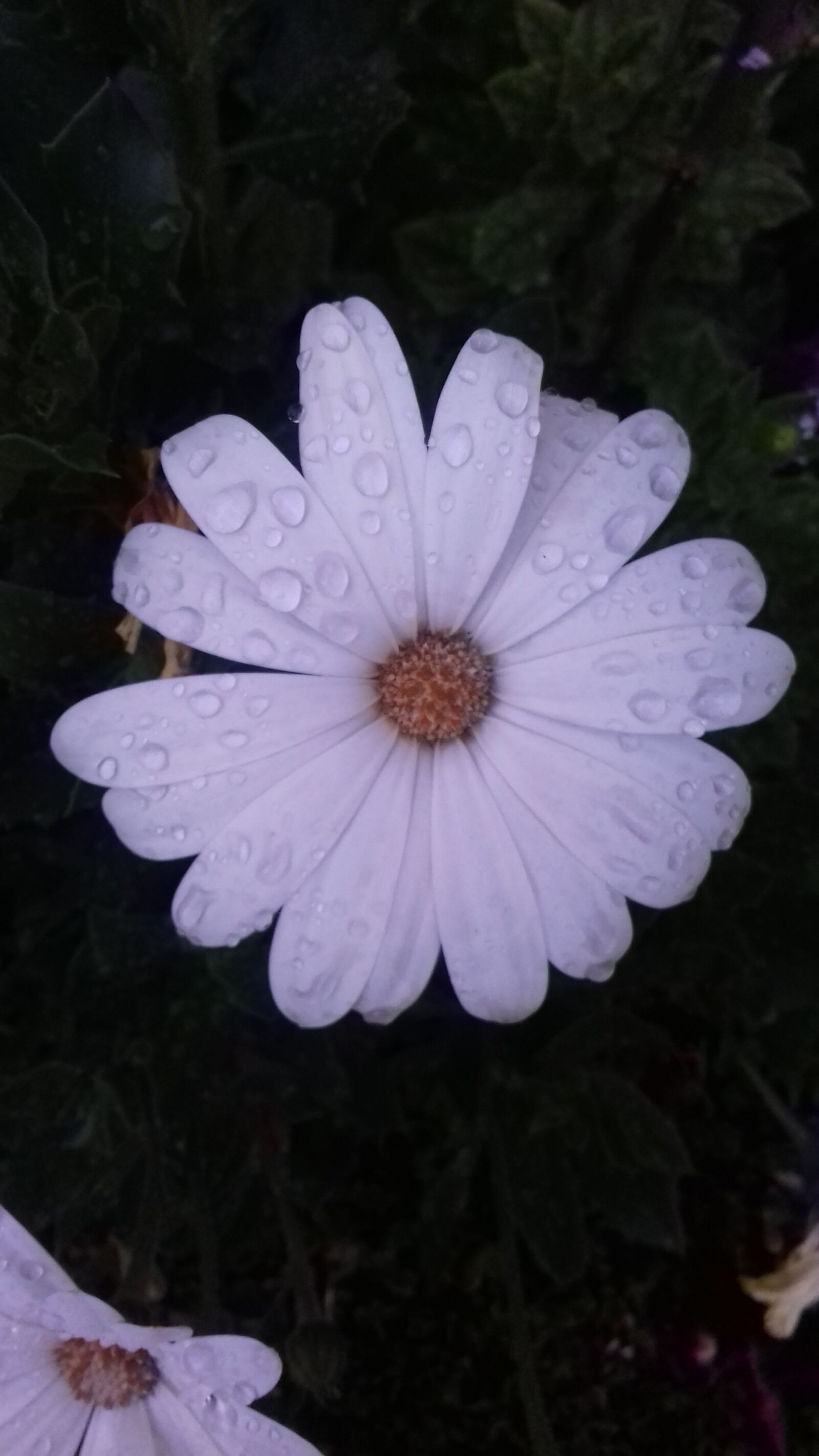 Samsung Galaxy Grand Prime sample photo. Flower, spring photography
