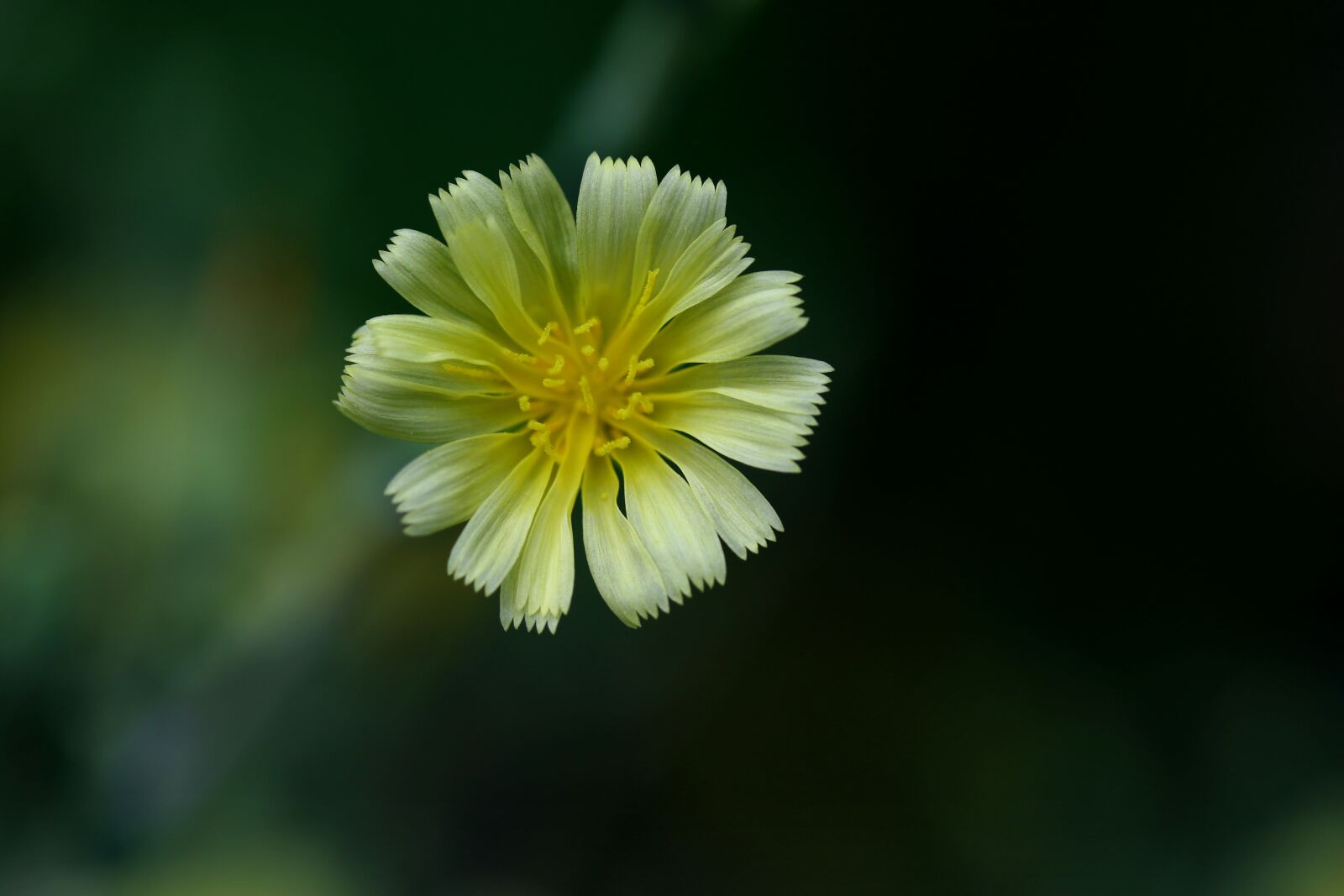 Canon EOS 7D Mark II sample photo. Flower, lettuce, yellow photography