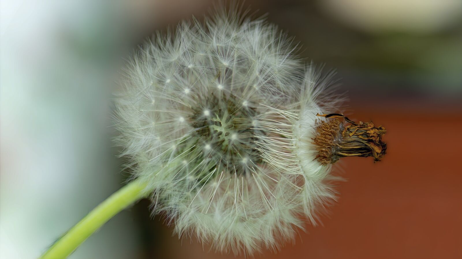 Nikon D7100 sample photo. Dandelion, flower, natural photography