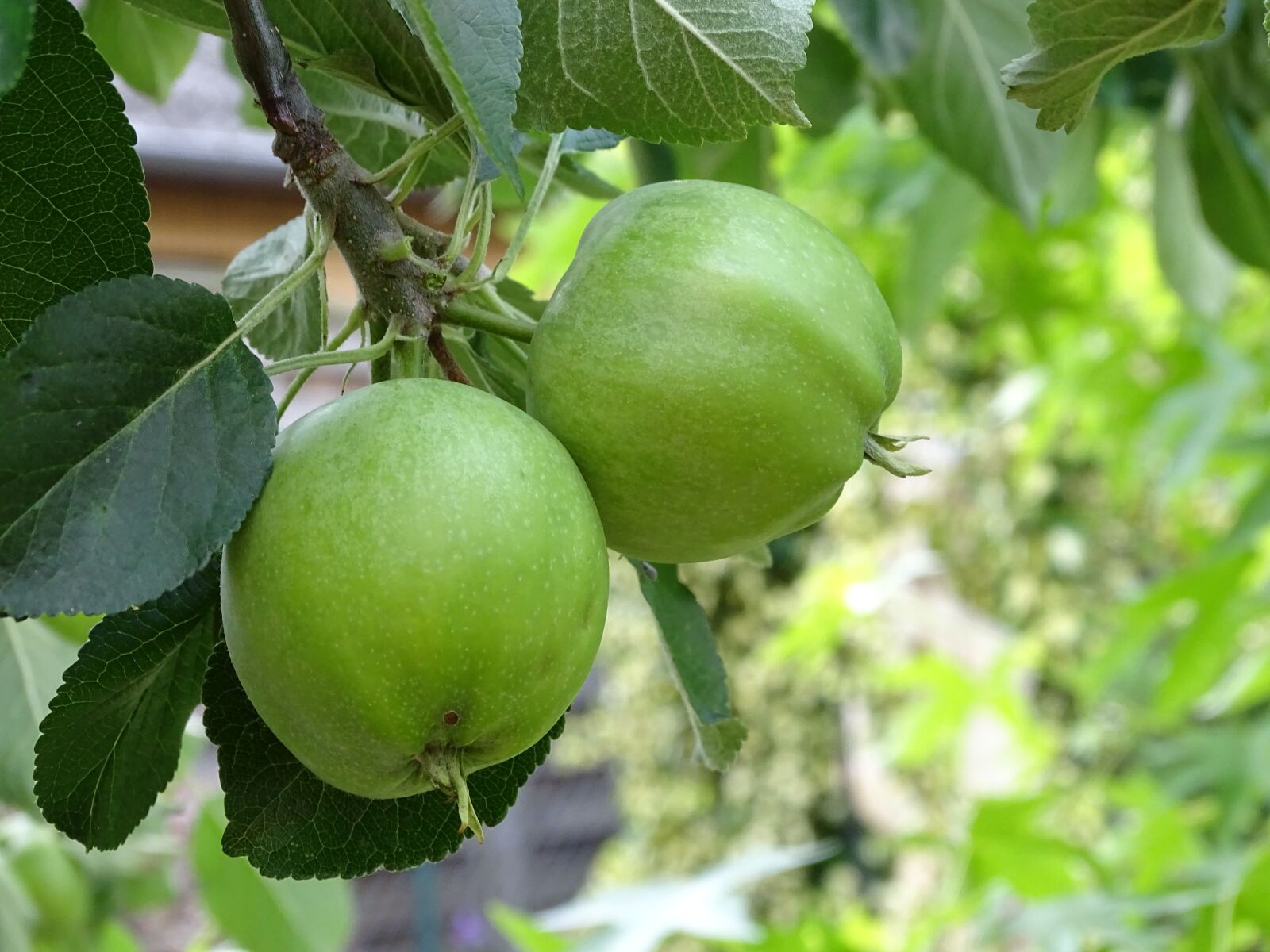 Sony Cyber-shot DSC-HX400V sample photo. Apple, fruit, pome fruit photography