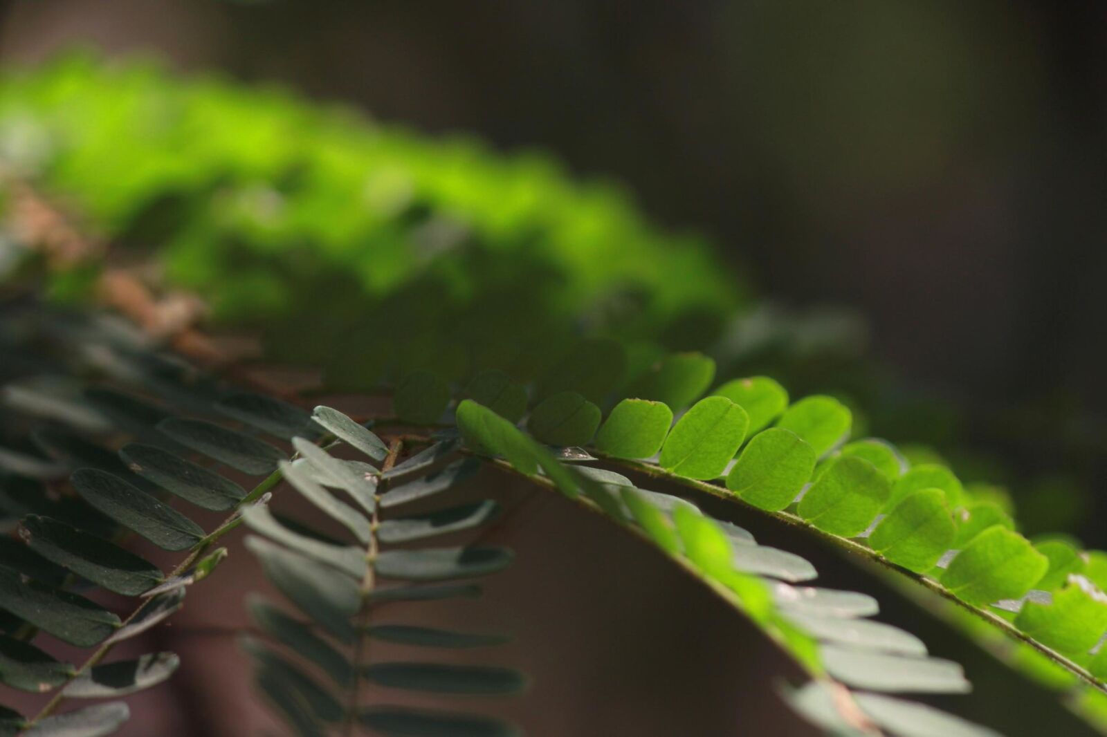 Canon EOS 600D (Rebel EOS T3i / EOS Kiss X5) sample photo. Weed, fern, plant, leaf photography