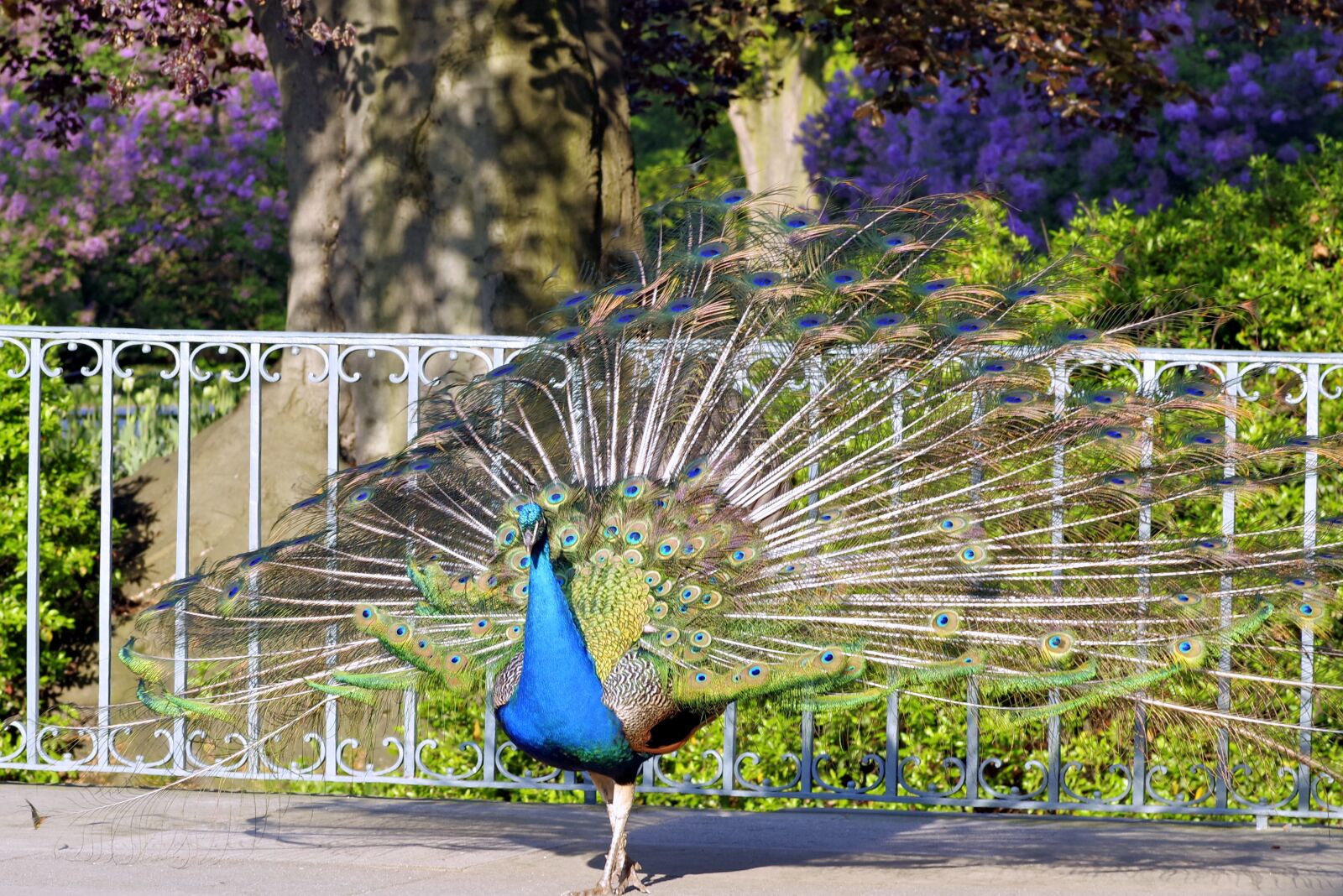Pentax K-S2 sample photo. Peacock, tail, eye photography