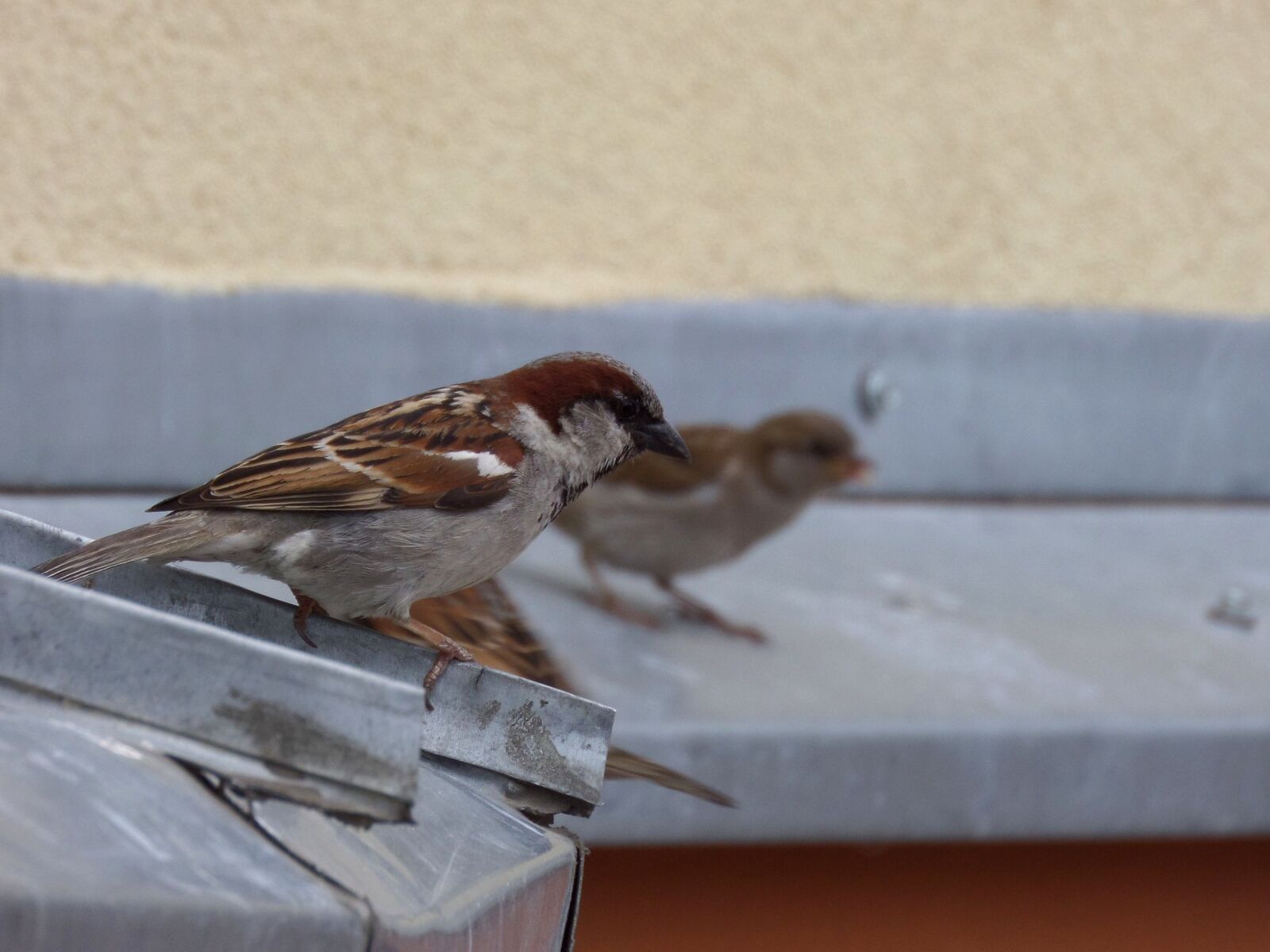 Samsung WB250F/WB251F/WB252F sample photo. Birds, sparrows, nature photography
