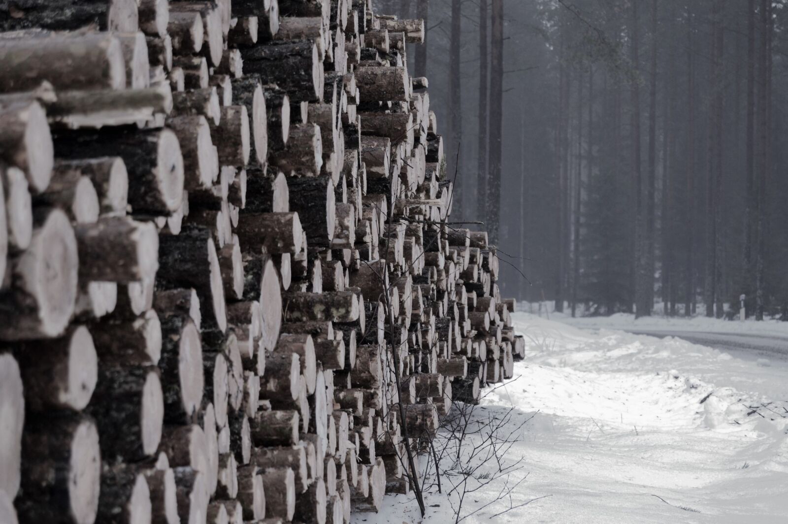 Nikon D3100 sample photo. Forest, logs, lumber, nature photography