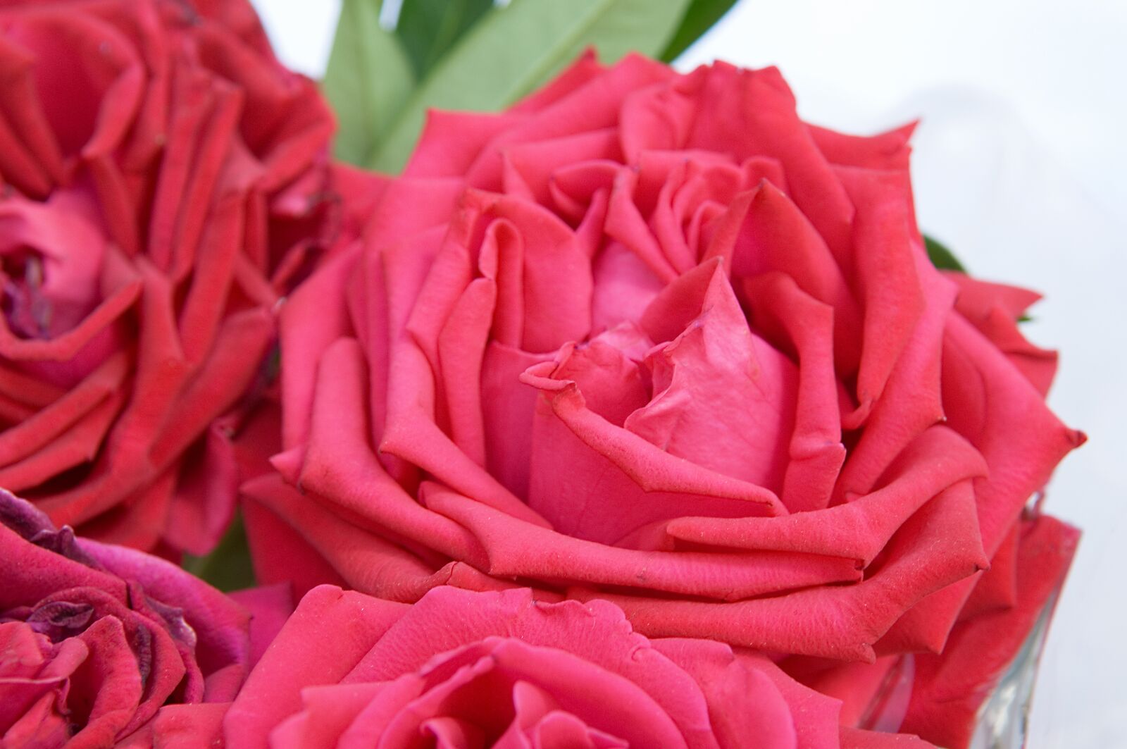Nikon D2Xs sample photo. Roses, red roses, rose photography