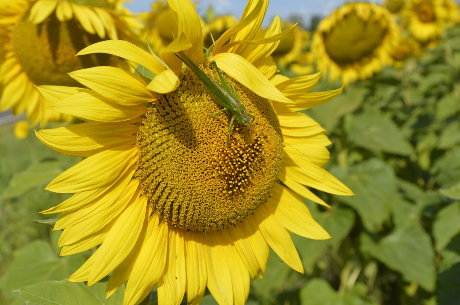 Nikon D3200 sample photo. Sunflower, flower, summer photography