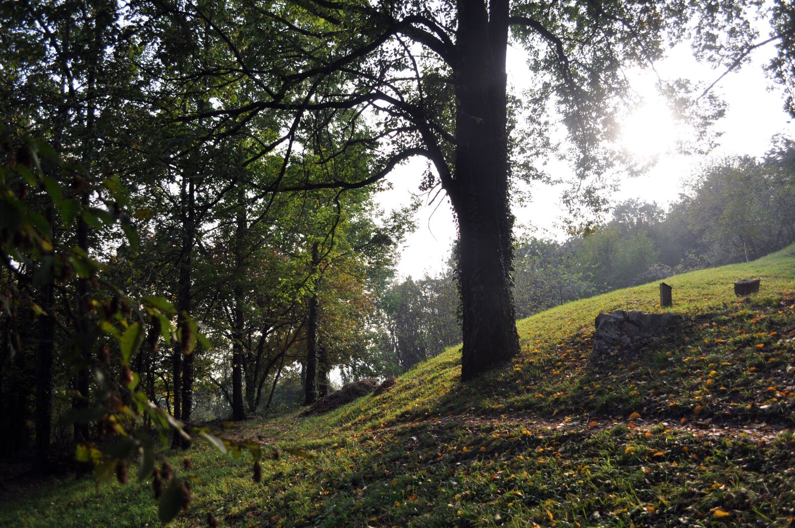 Nikon D5000 sample photo. Autumn, trees, public park photography