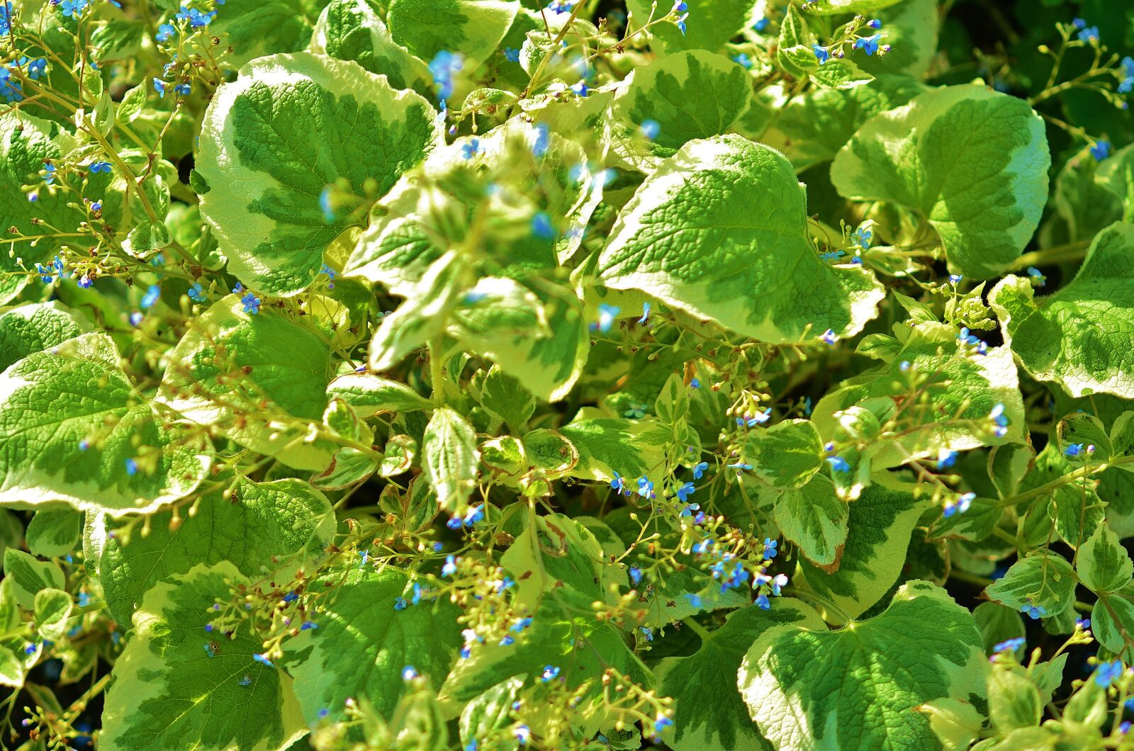 Nikon D7000 sample photo. Leaf, natur, leaves photography