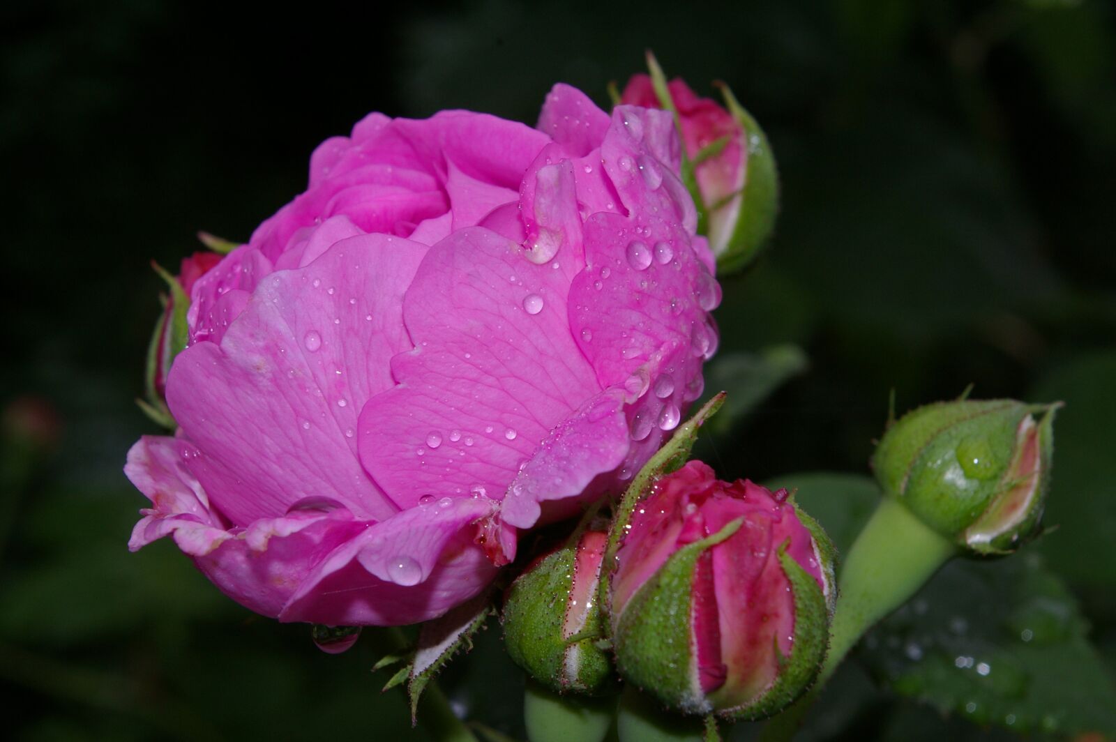 Pentax *ist DL2 sample photo. Rose, pink rose, scented photography