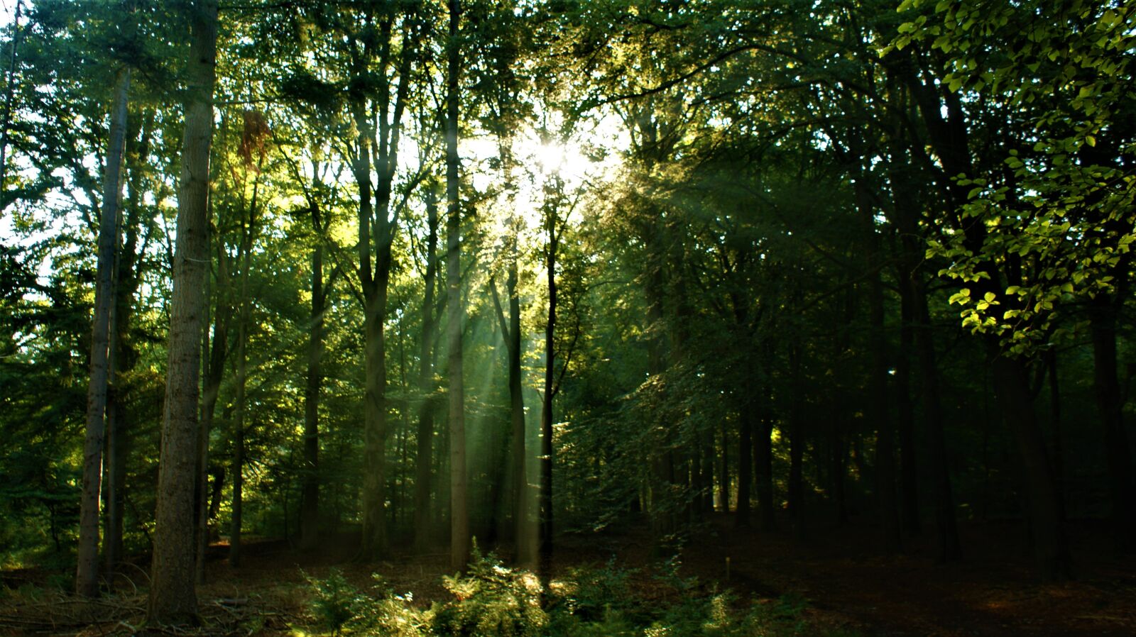 Sony Alpha DSLR-A350 sample photo. Sun rays, forests, trees photography