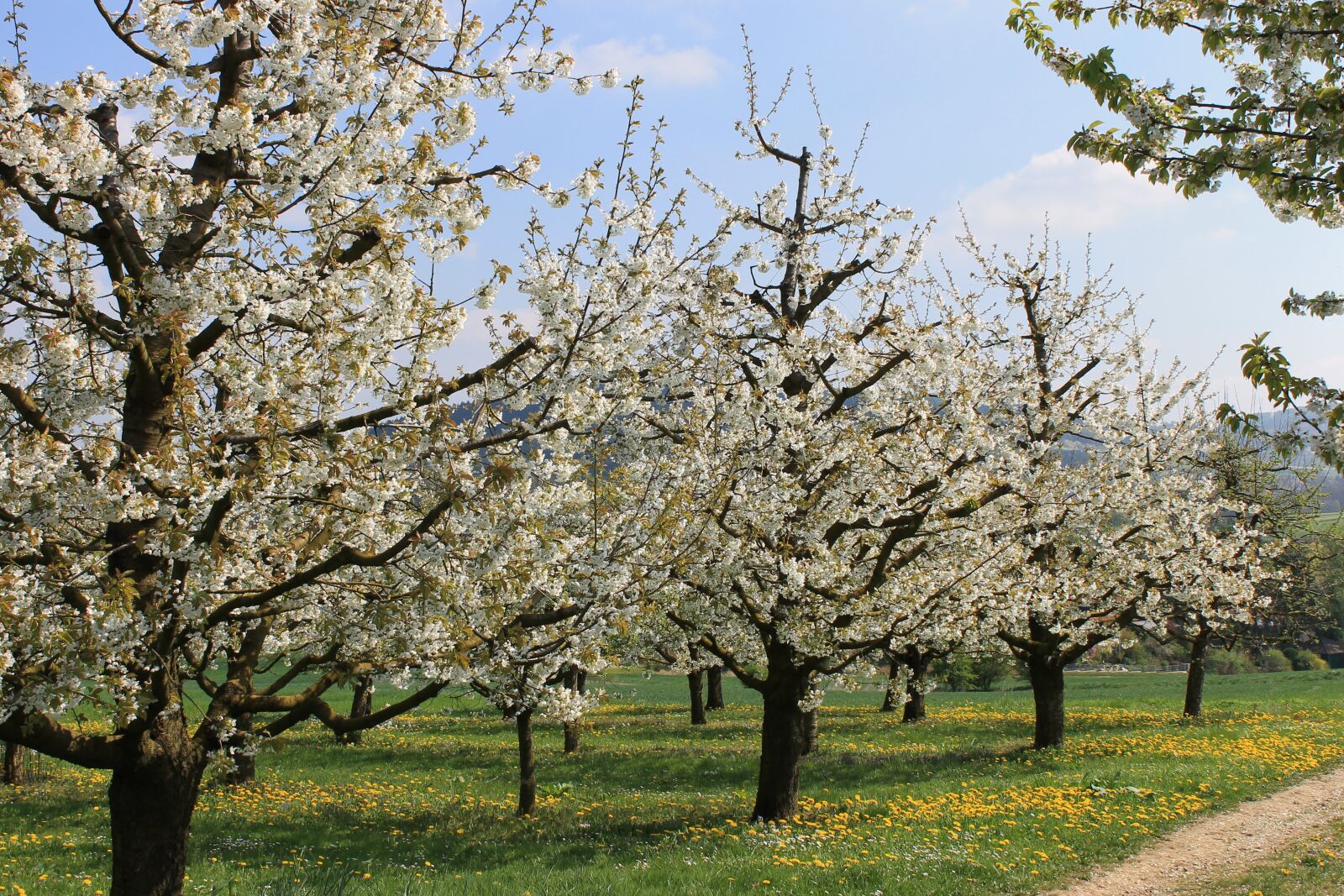 Canon EOS 1100D (EOS Rebel T3 / EOS Kiss X50) sample photo. Cherries, cherry blossom photography