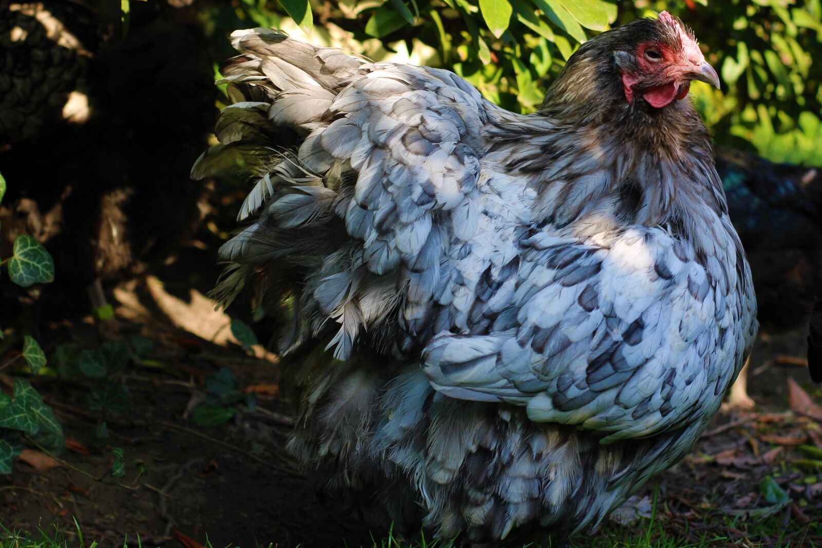 Canon EOS 2000D (EOS Rebel T7 / EOS Kiss X90 / EOS 1500D) sample photo. Chicken, hen, poultry photography