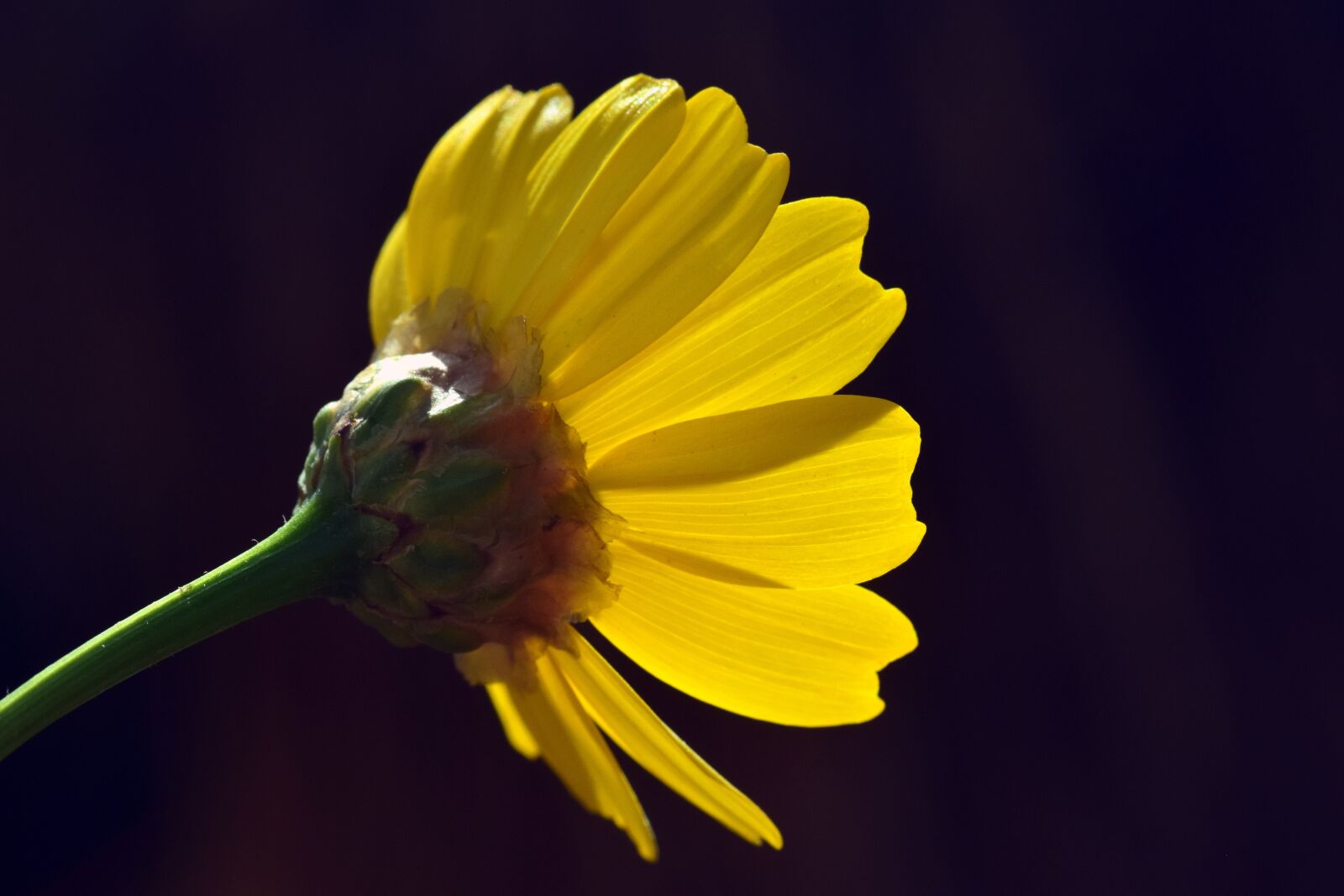 Nikon D3300 sample photo. Flower, yellow, marguerite photography