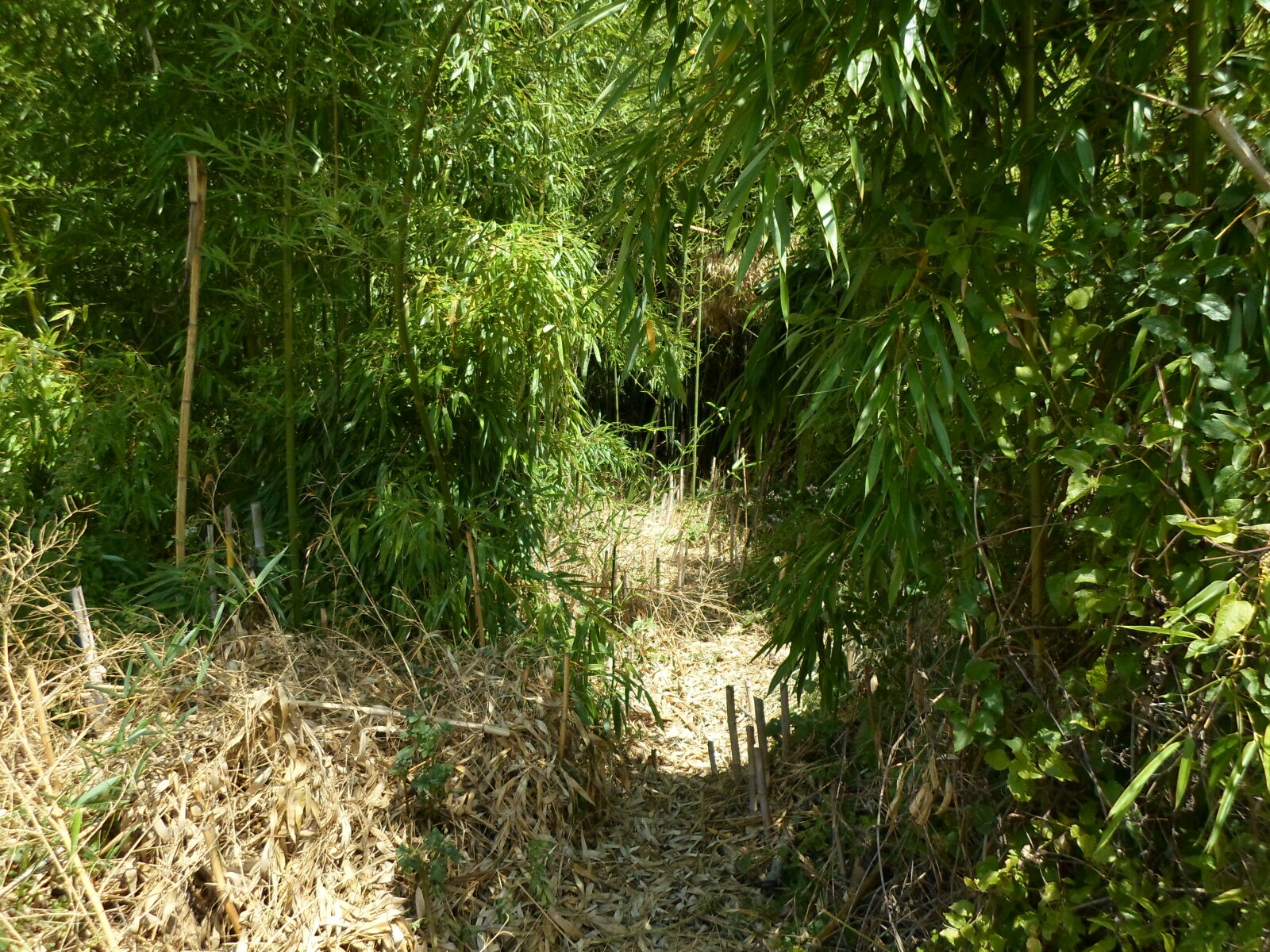 Samsung ST66 / ST68 sample photo. Bamboo, bamboo, trees, bambousaie photography