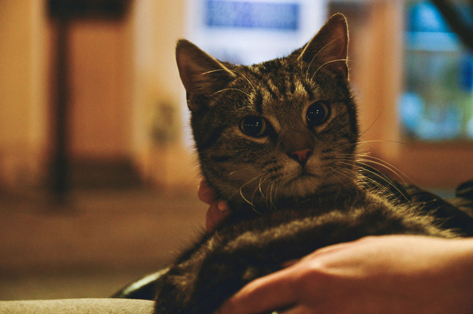 Nikon D3200 sample photo. Cat photography