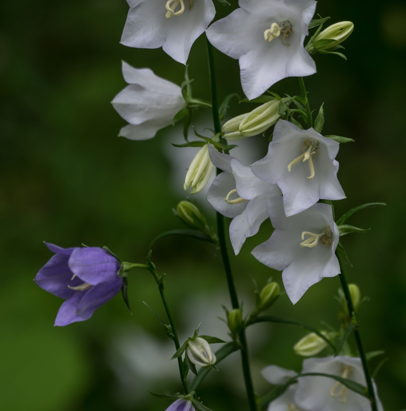 Pentax K-3 sample photo. Flower, bellflower, nature photography