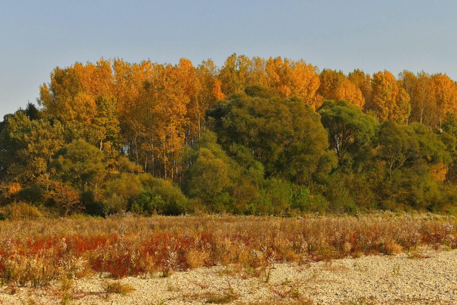 Panasonic Lumix DMC-FZ1000 sample photo. Trees, forest, autumn photography