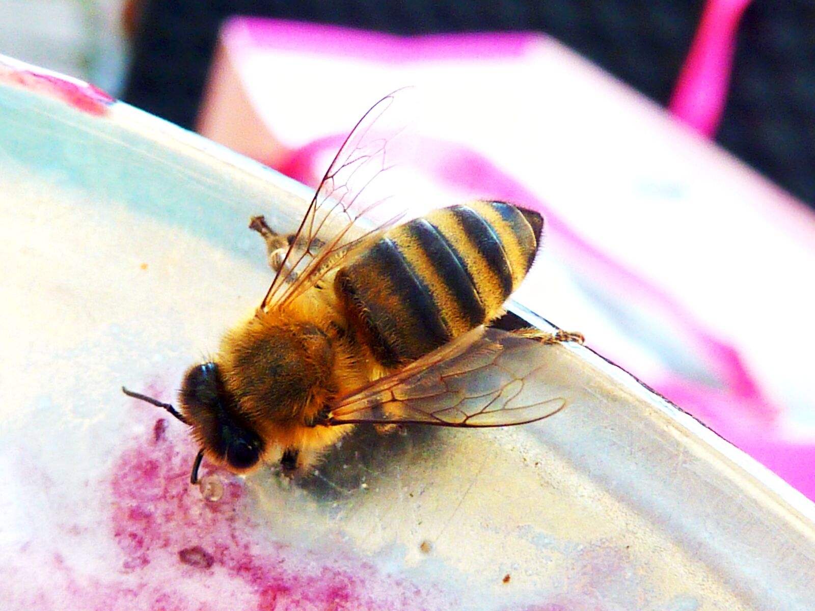 Panasonic DMC-TZ7 sample photo. Wasp, insect, wasp sting photography