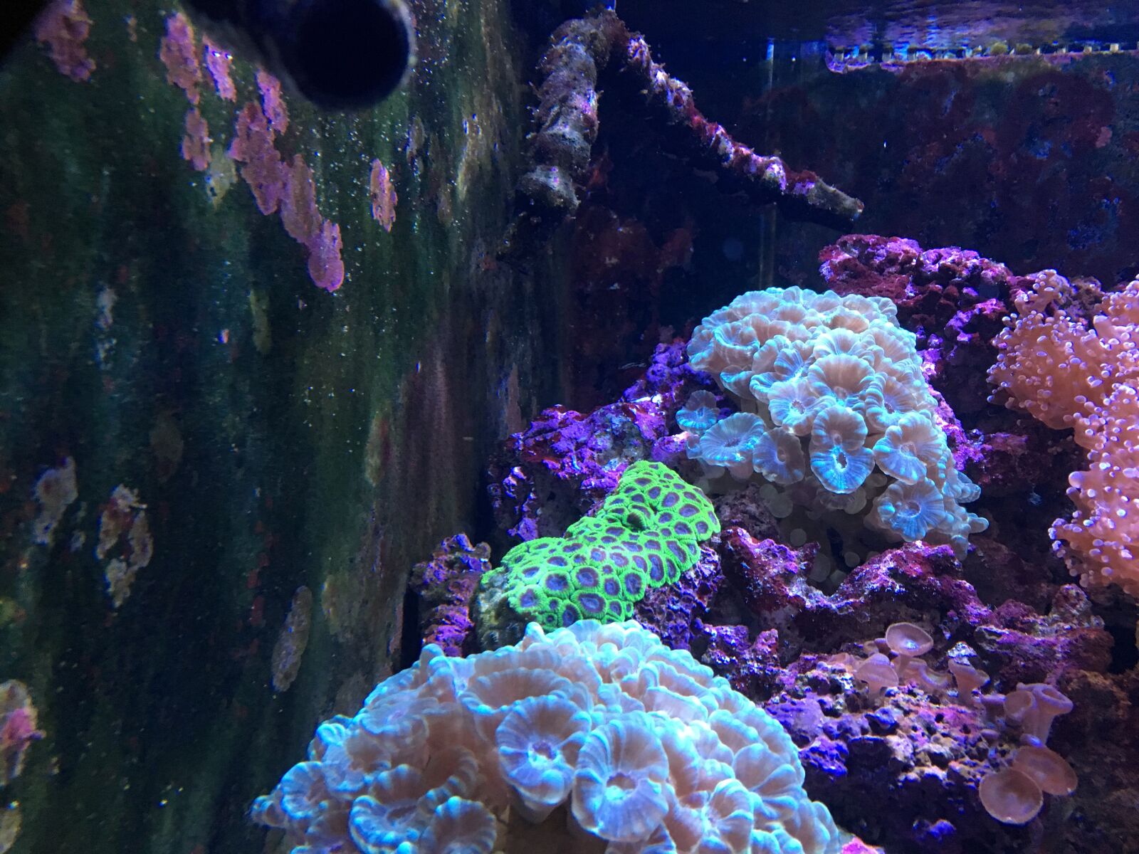 iPhone 6s back camera 4.15mm f/2.2 sample photo. Coral, toronto zoo, ontario photography