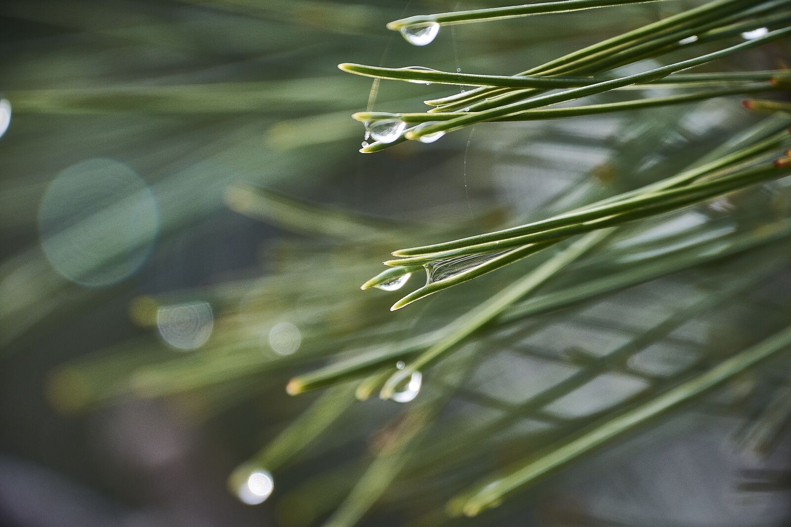 Nikon D7200 sample photo. Drops of water, moisture photography