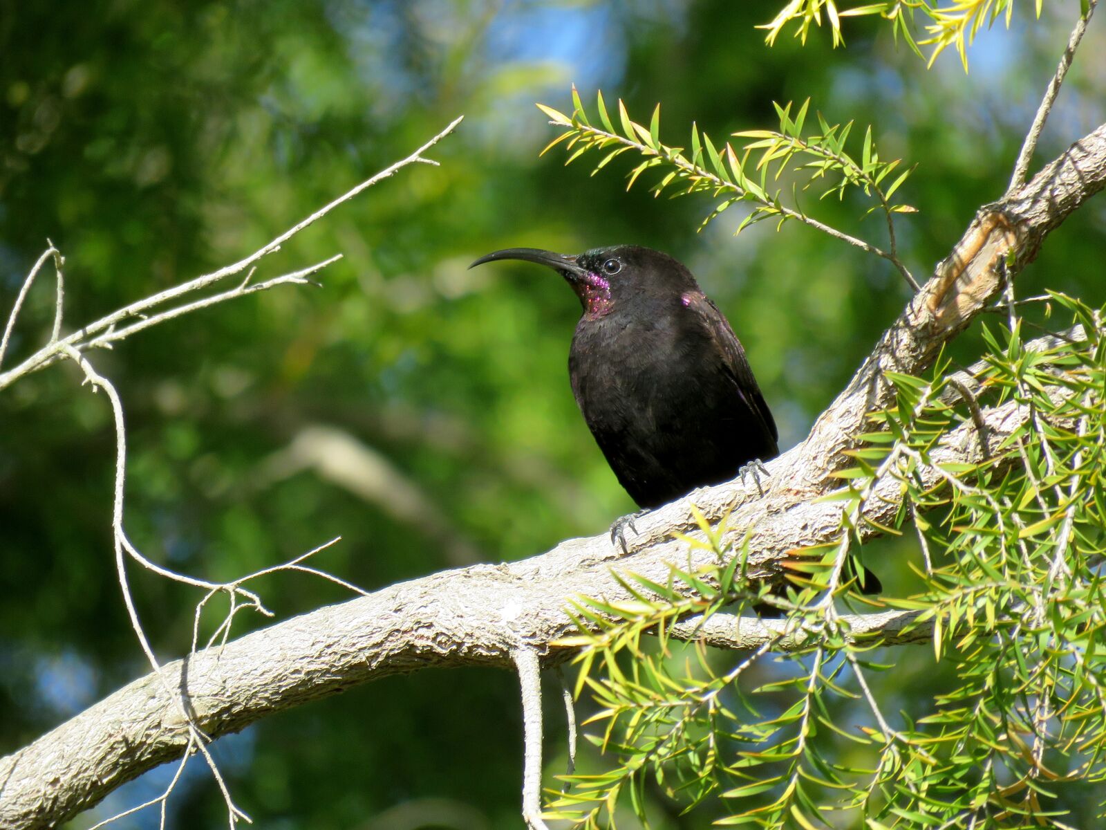 Canon PowerShot SX60 HS sample photo. Bird, sunbird, perching photography