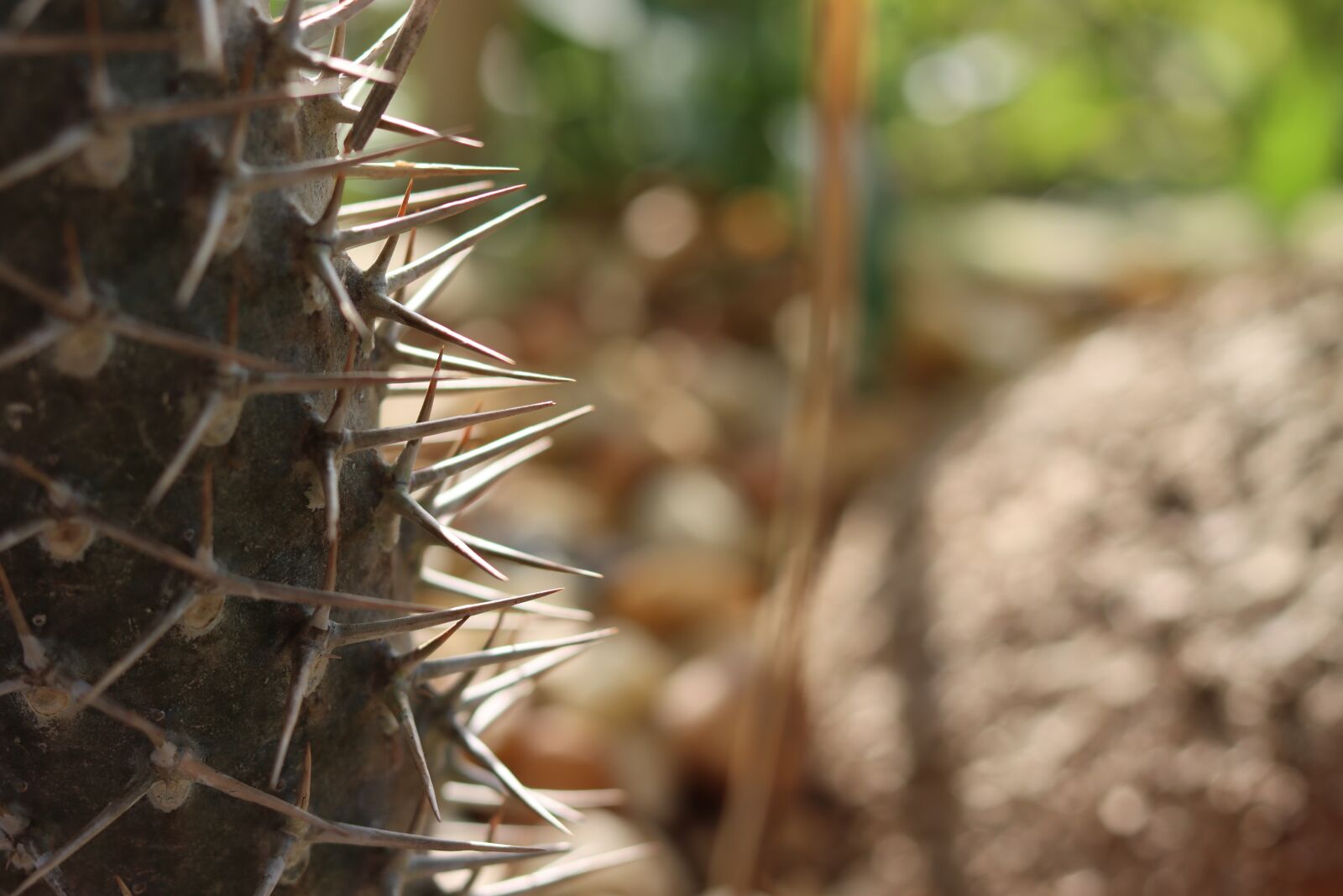 Canon EOS 90D + Canon EF 50mm F1.8 STM sample photo. Thorns, cactus, sharp photography